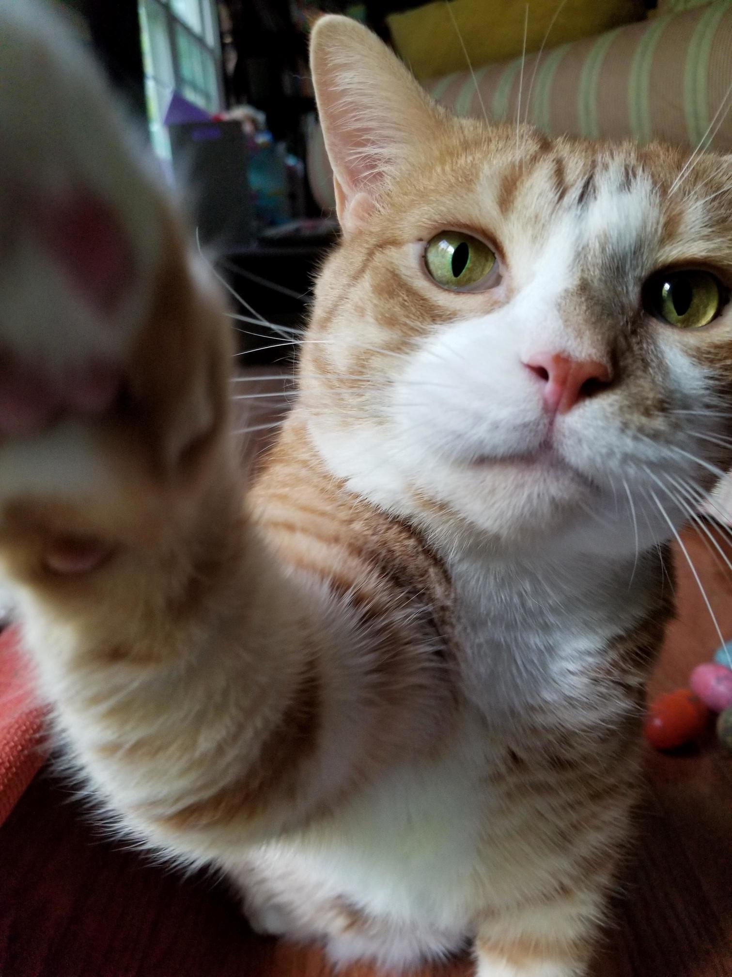 Hey Hooman, Feed Me.