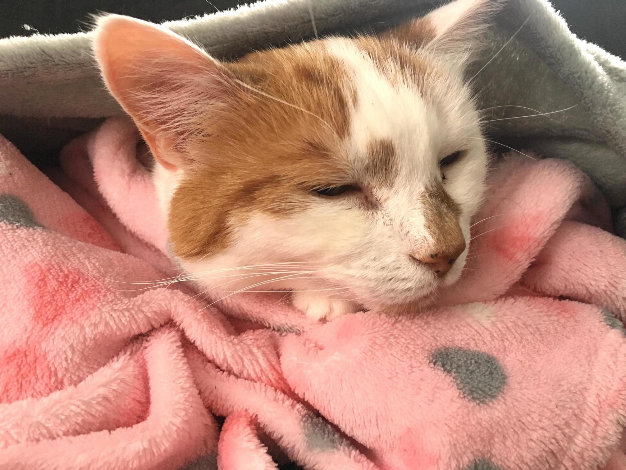 His Favourite Thing Is Being Wrapped Up in Blankets and Snuggled Like a Baby