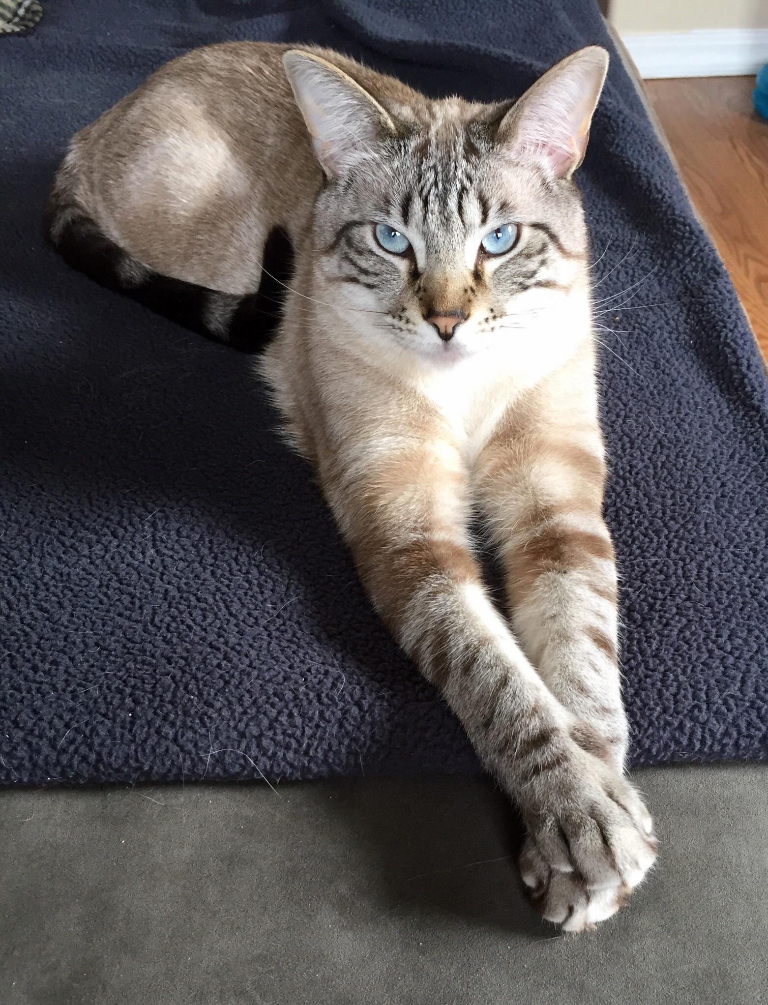 His Majesty Wants to Say Hello