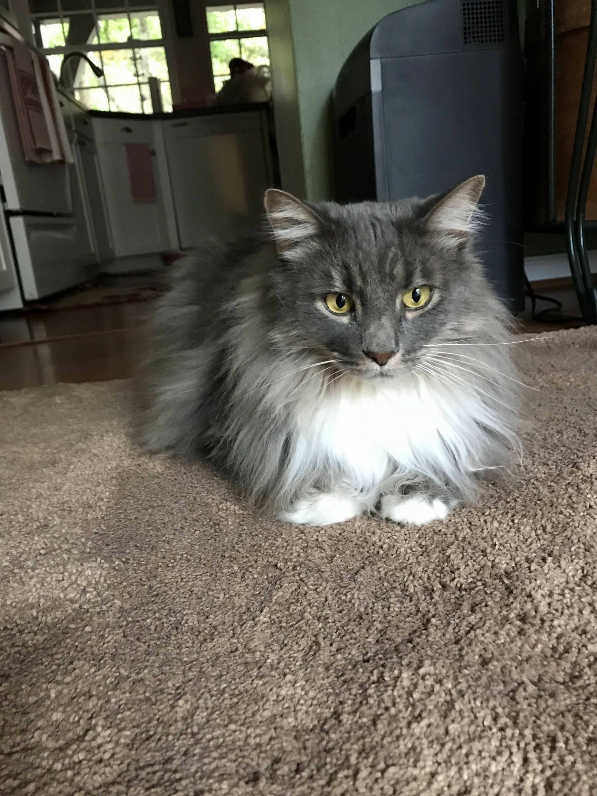 House Sitting and This Handsome Fella Graced Me with His Presence