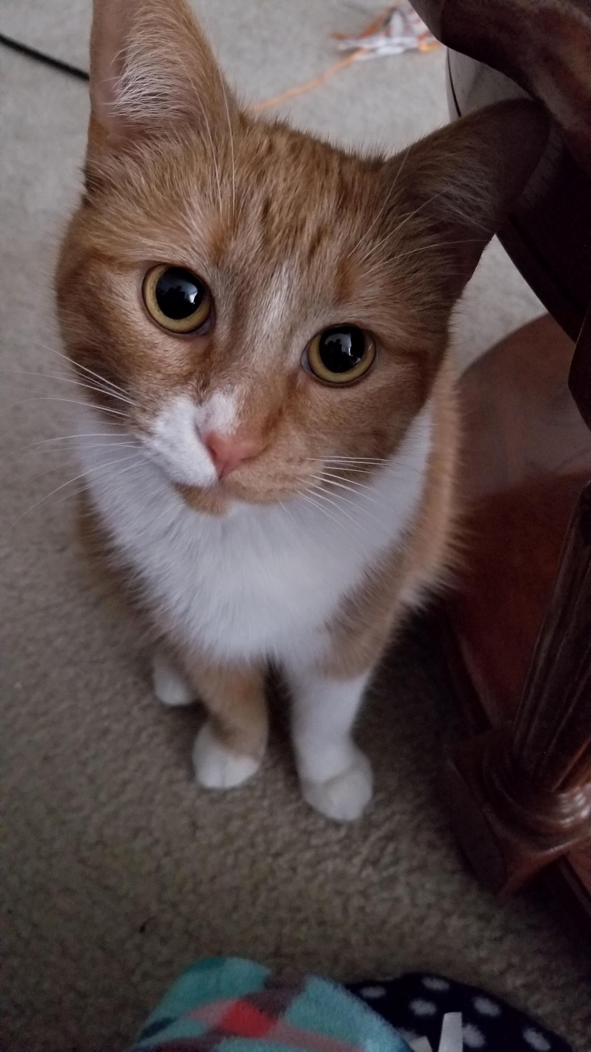 How Can Anyone Say No to That Face