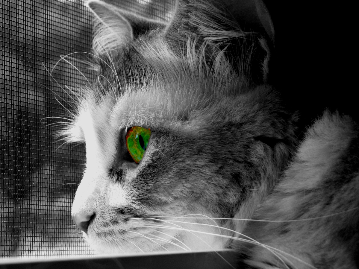How Do You Guys Like This Picture of My Cat
