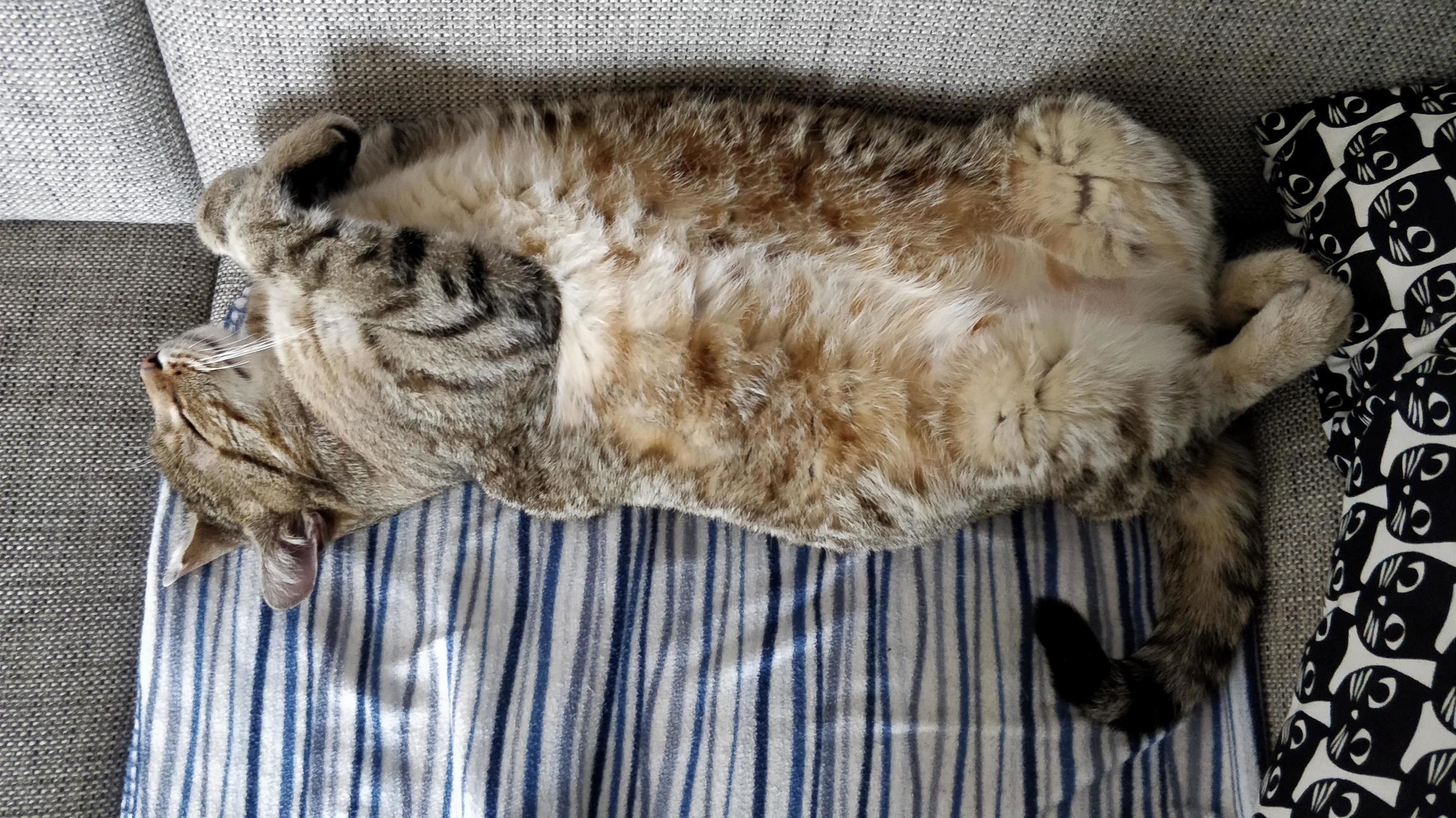 How My Grandparents Cat Sleeps. (Hes 8.5kg and ~35cm Tall (Shoulder))