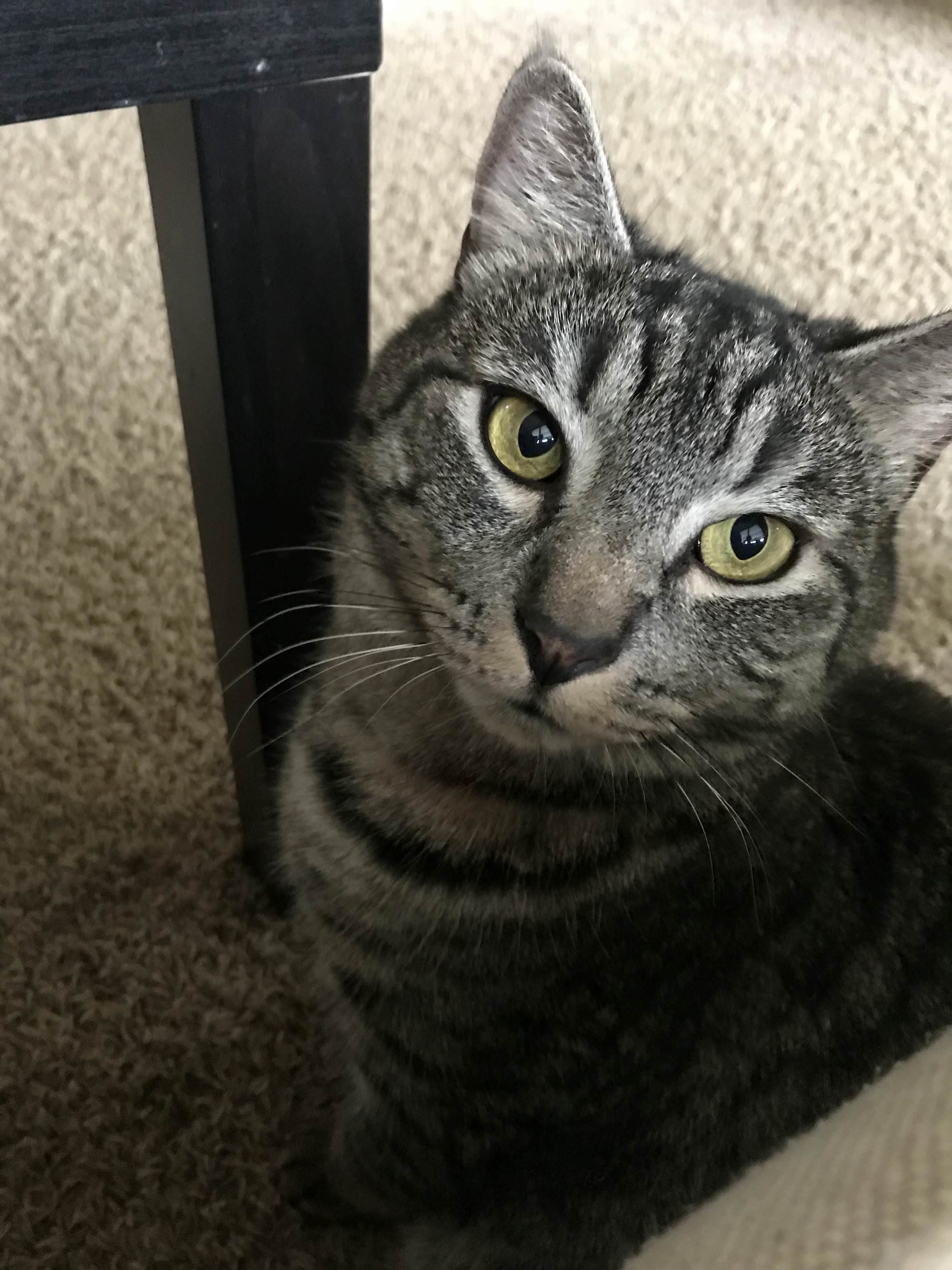 I Adopted the Resident Dumpster Cat After I Couldnt Find Her Owner