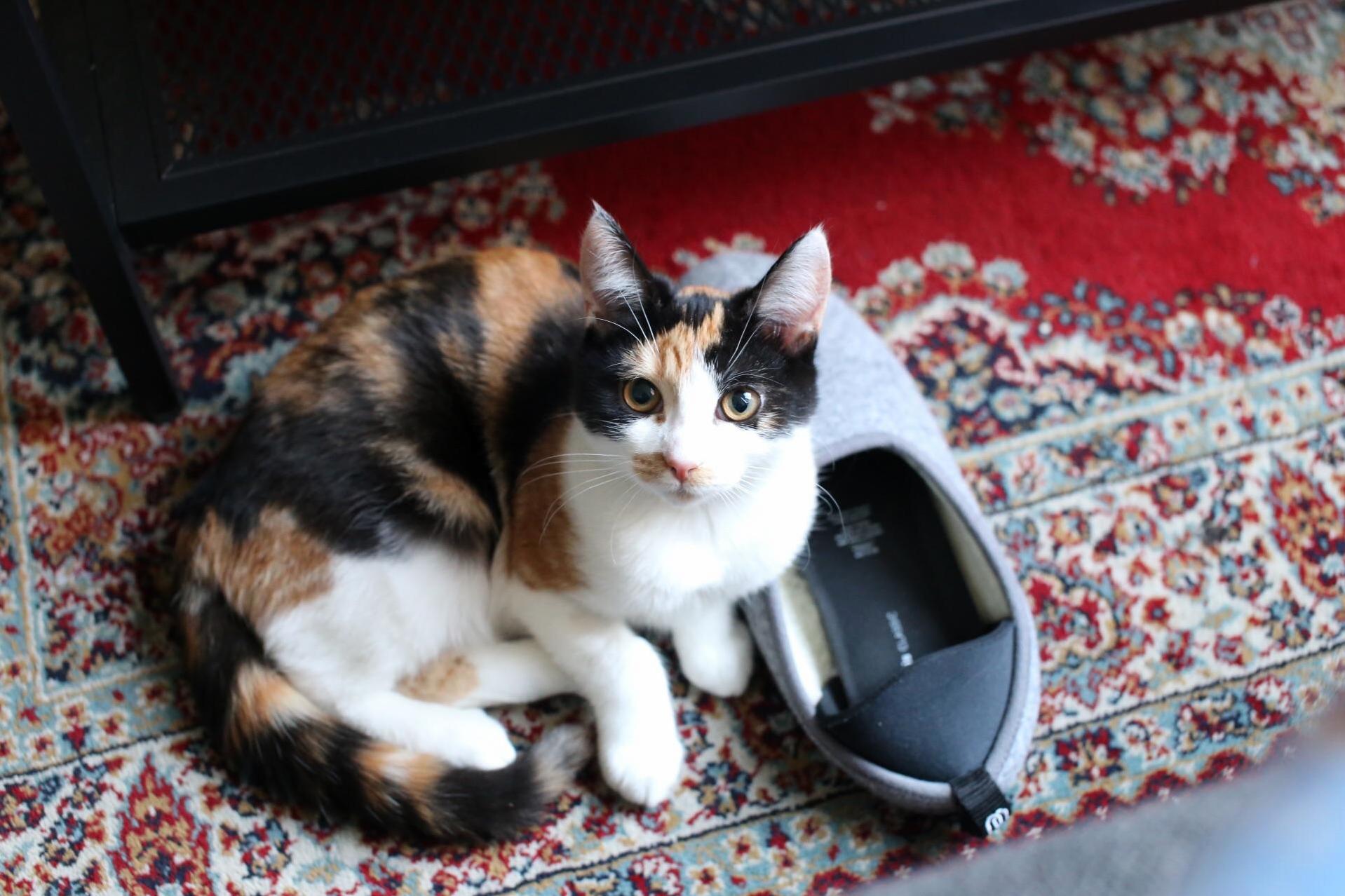 I Adopted This Perfect Little Girl Yesterday, Her Name Is Matilda.