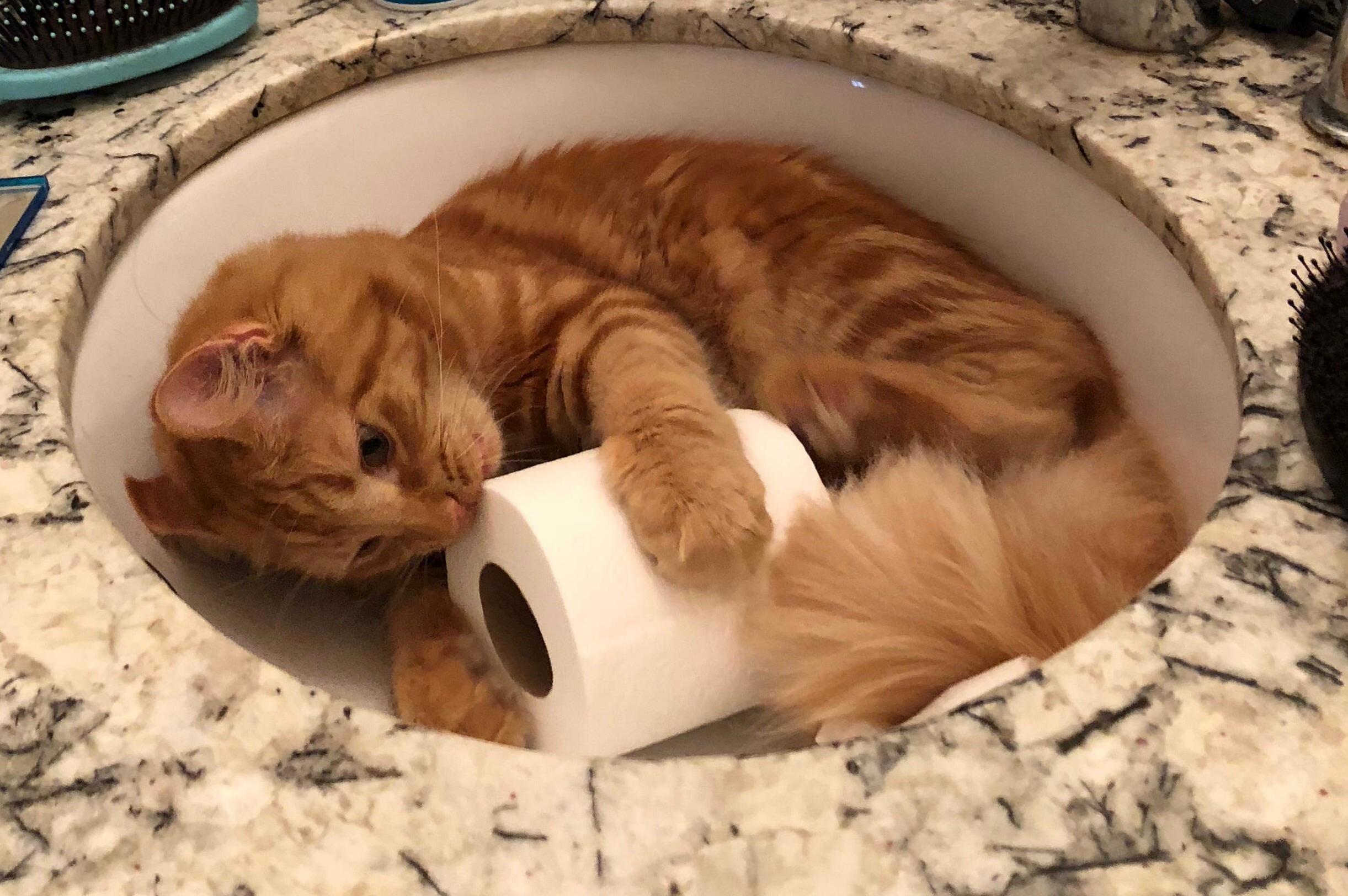 I Am Beginning to Think My Kitten Has Attachment Issues.