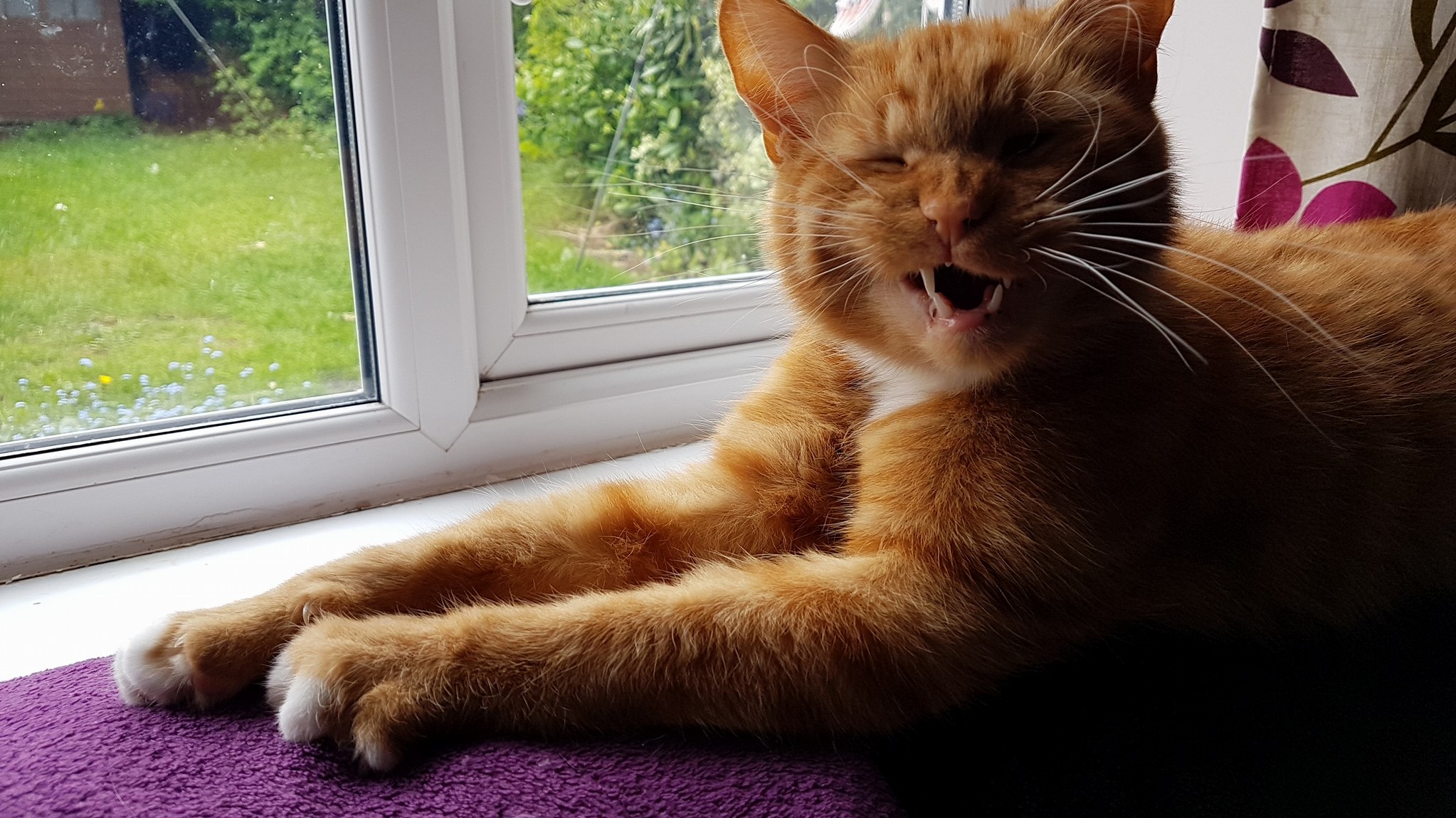 I Asked My Cat to Smile...
