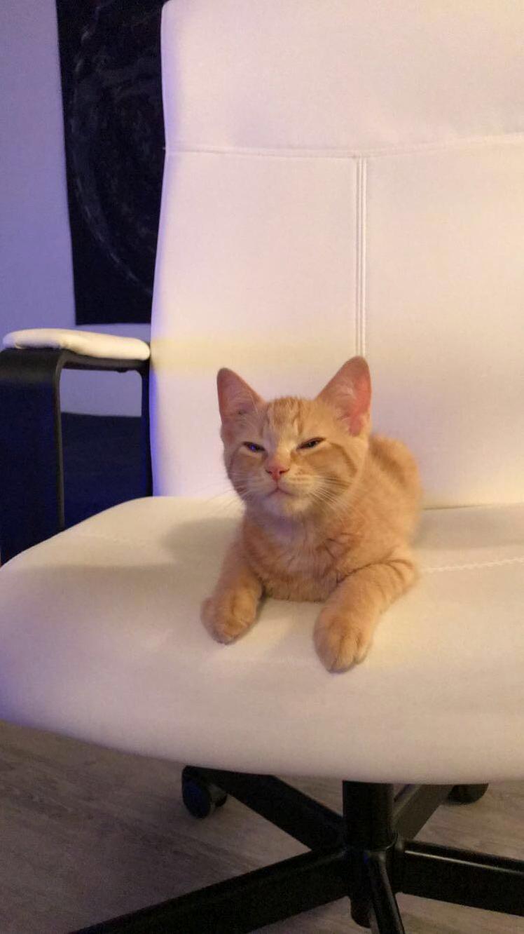 I Brought This Cheeky Little Cheese Puff Home Today!