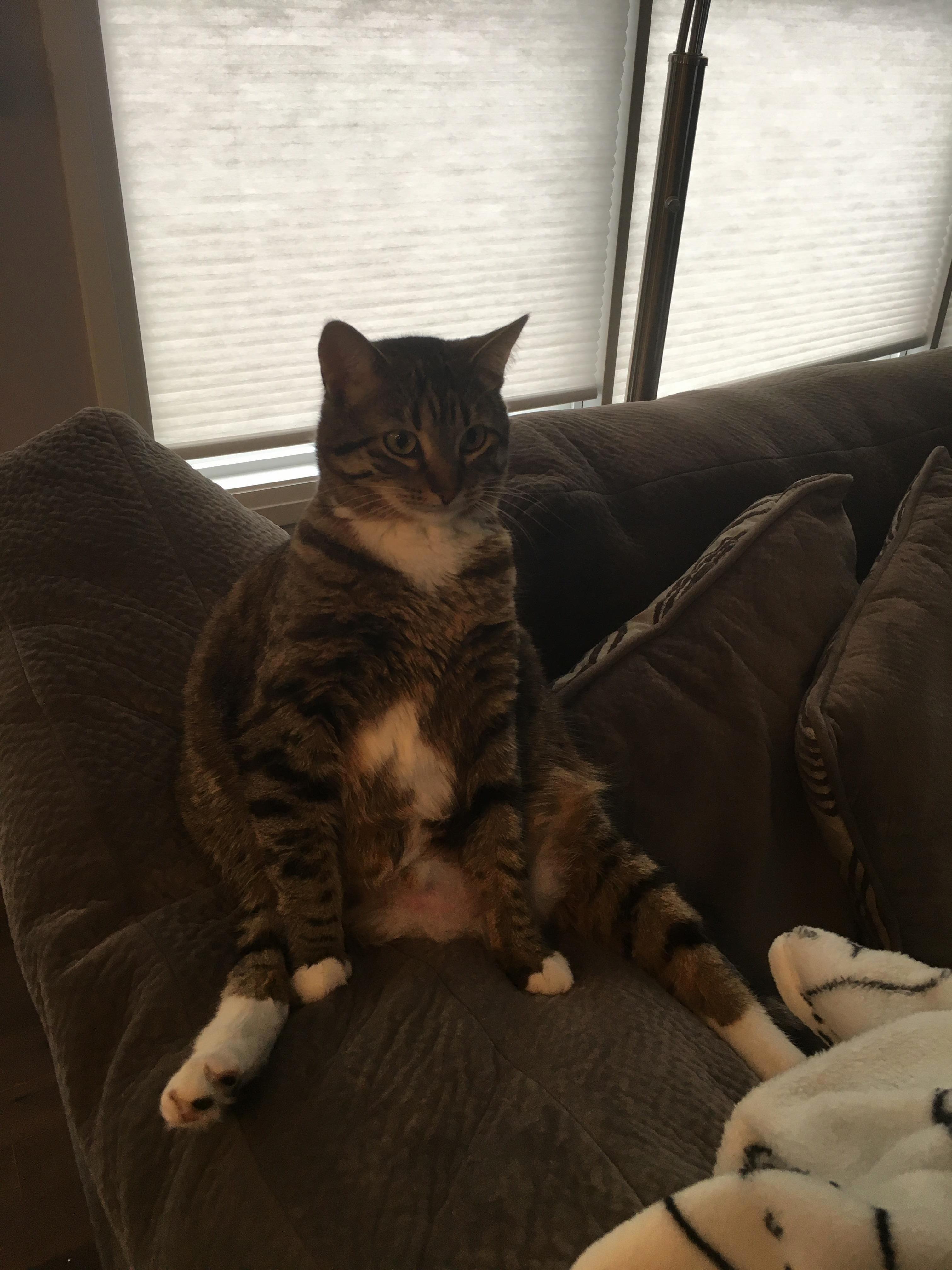 I Came Down the Stairs Last Night and My Cat Was Just Sitting There Like This.