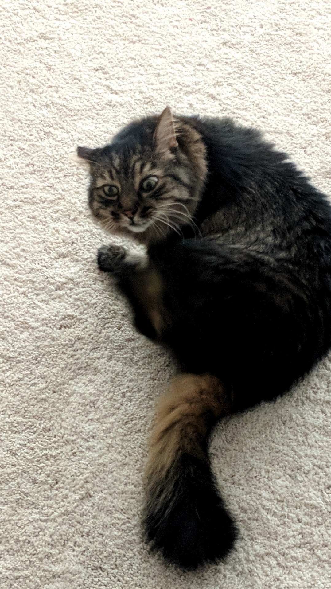 I Caught Him Mid Scratch...