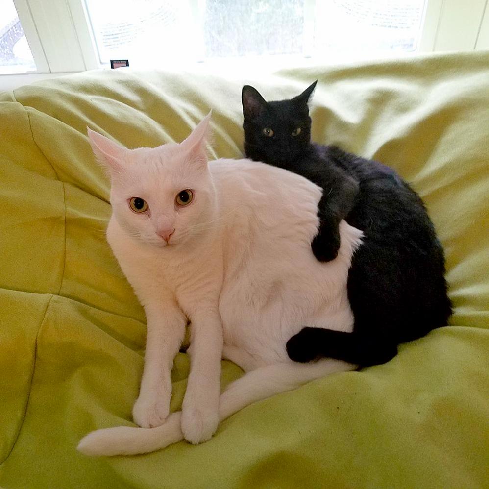 I Caught Pinky and Inky Spooning.