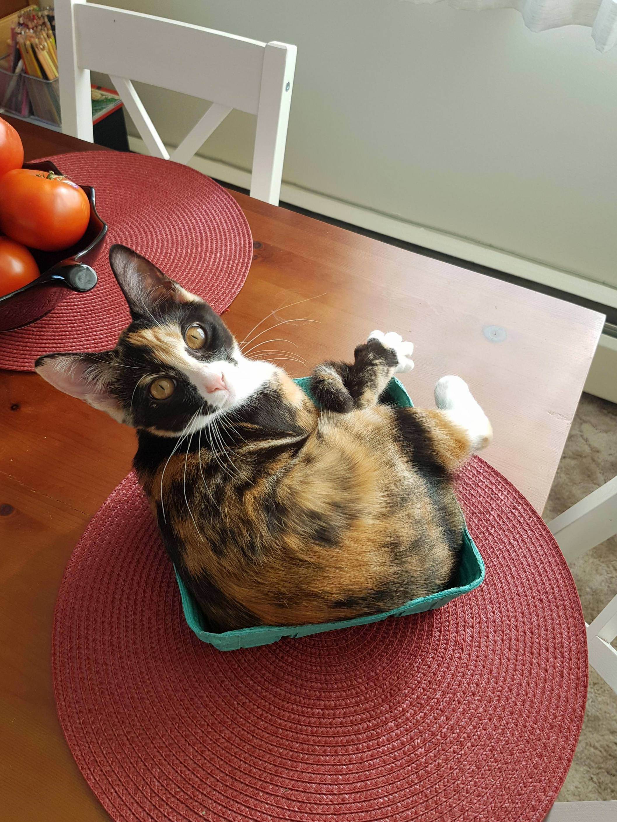 I Fits.