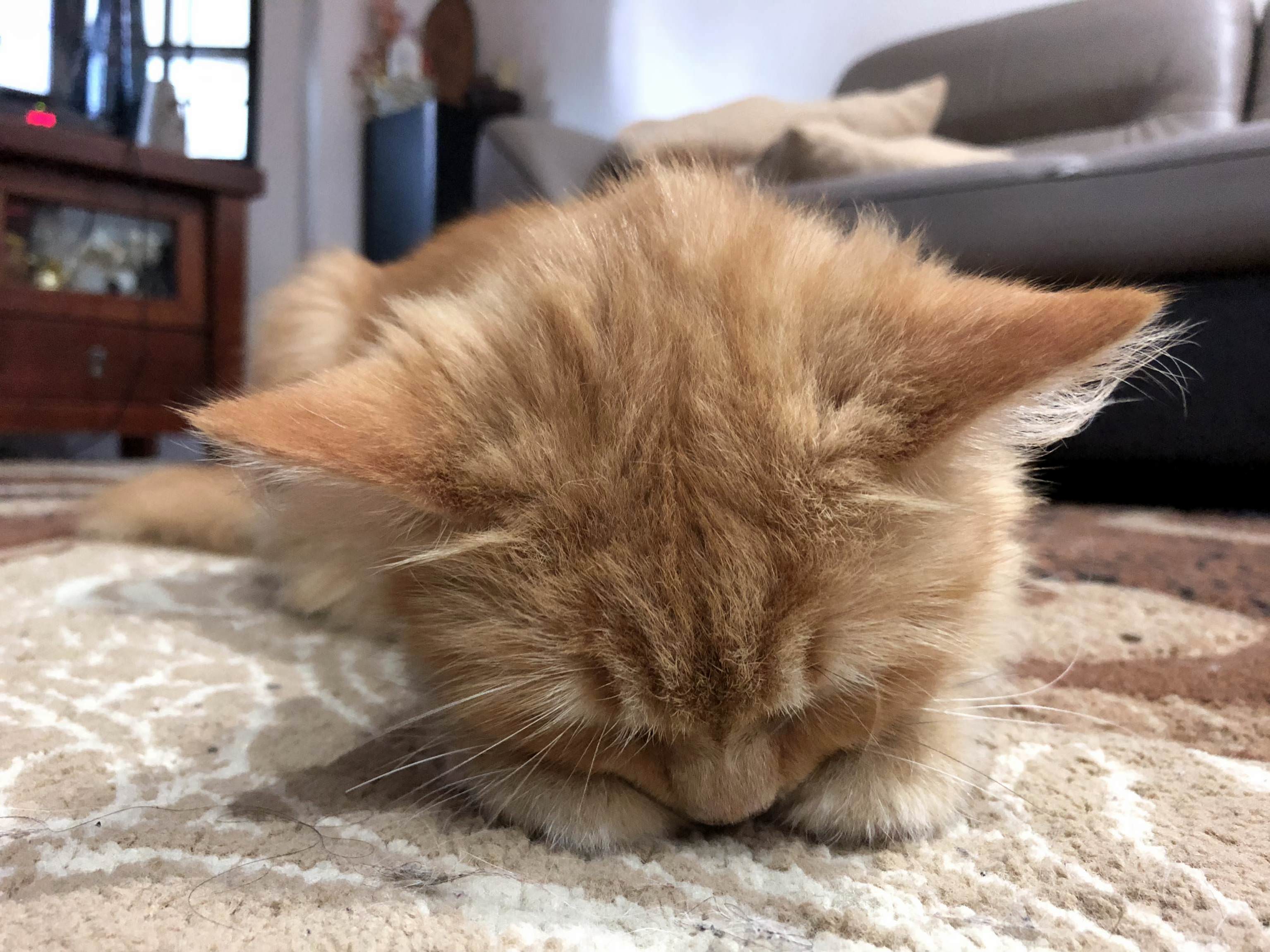 I Found Her Sleeping Like This in My Living Room