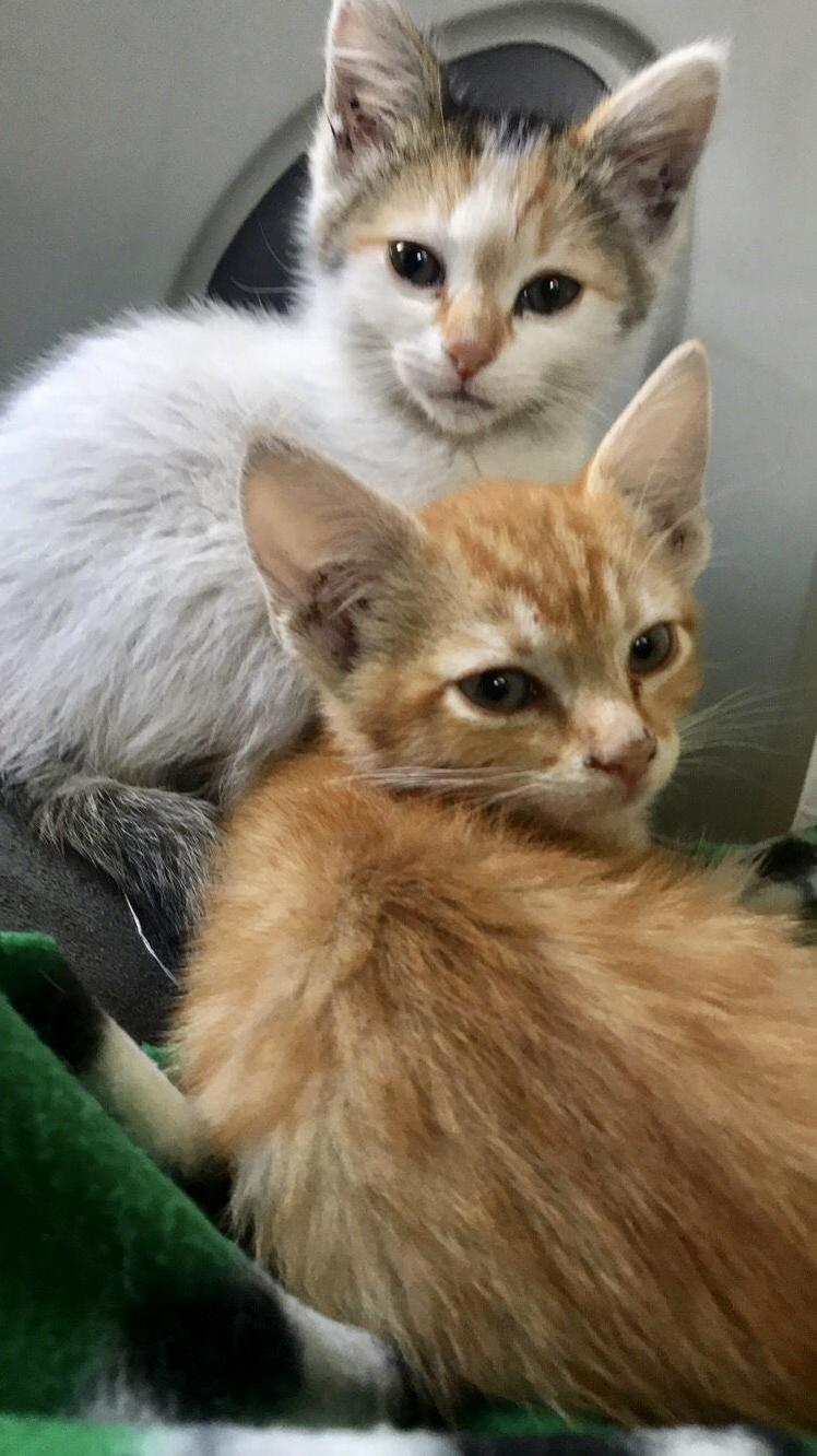 I Get to Foster These Little Balls of Fluff for a Couple Weeks!