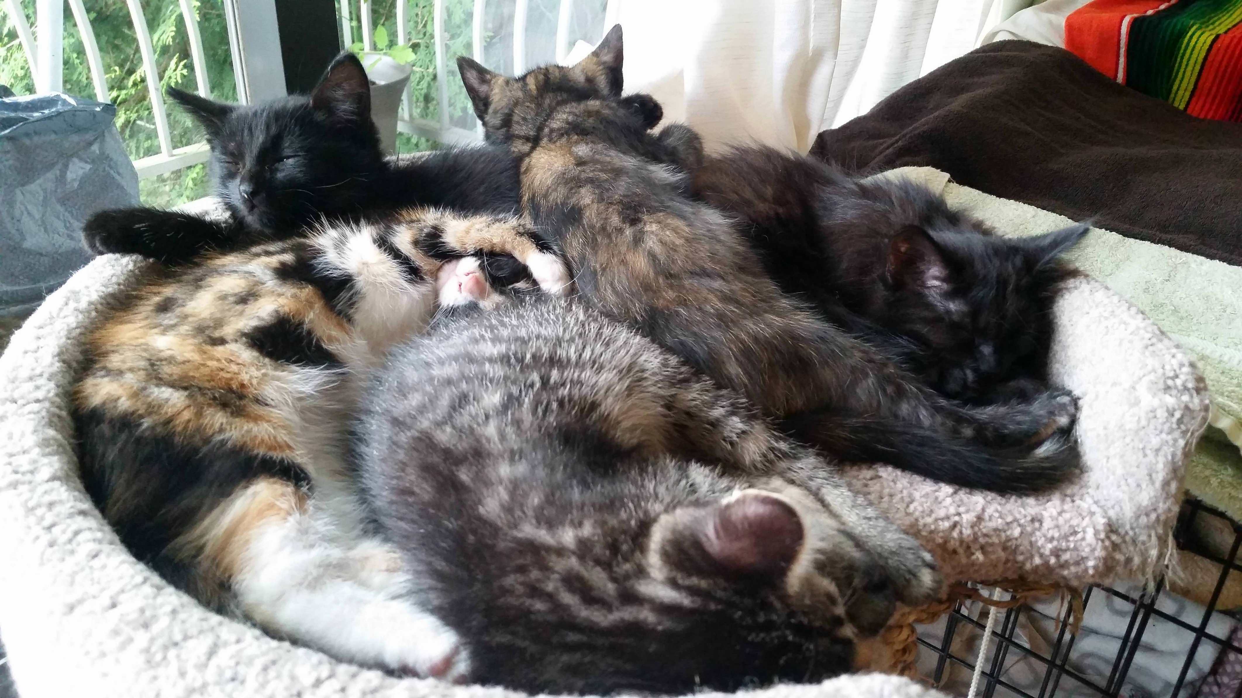 I Got My Kitten As a Foster from a Cruelty Case with Her Four Siblings Two Years Ago. Figured Their Ritual Noontime Cuddlepuddle Would Be Welcomed Here.