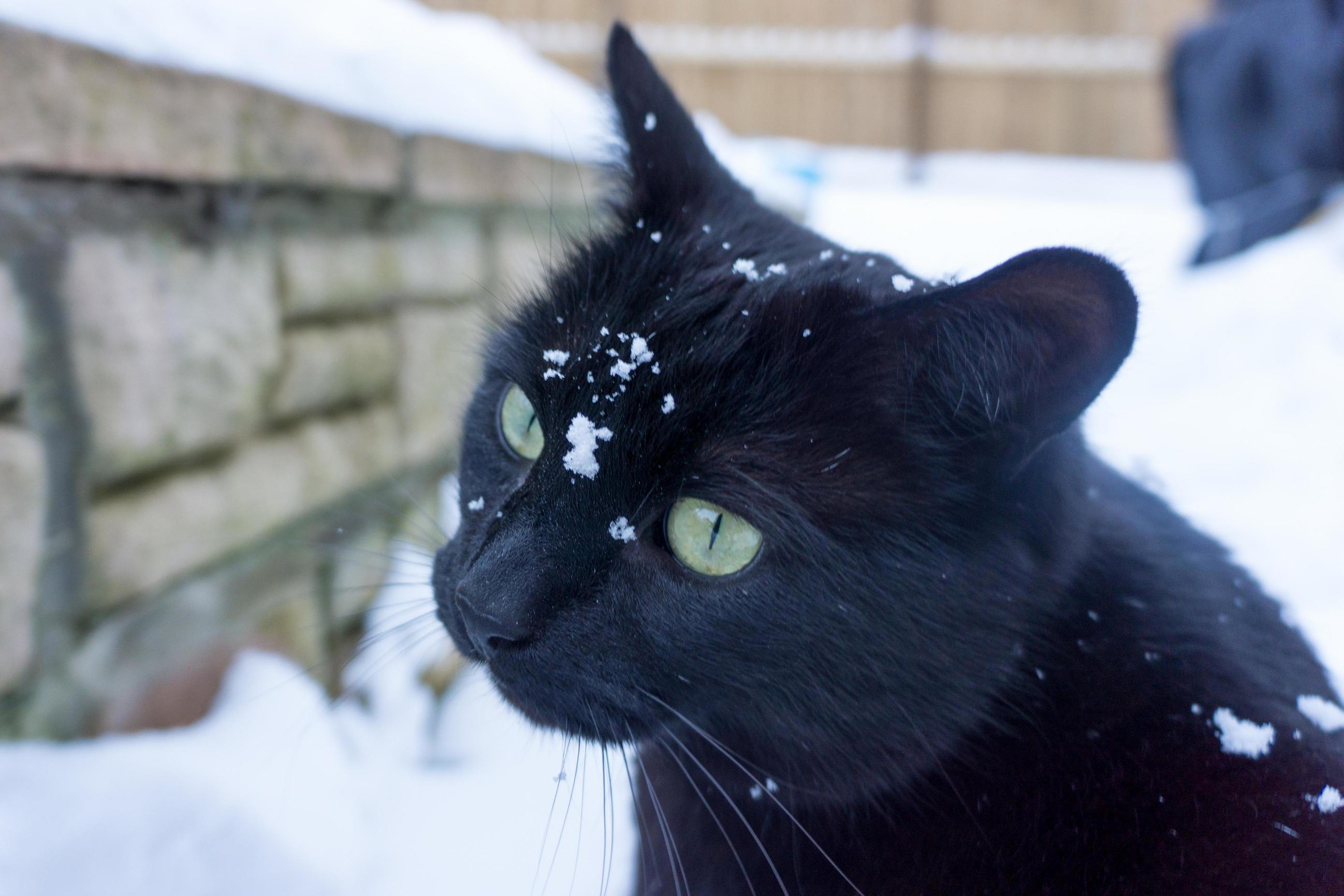 I Gots My Snow Camouflage On. Invisible Now!