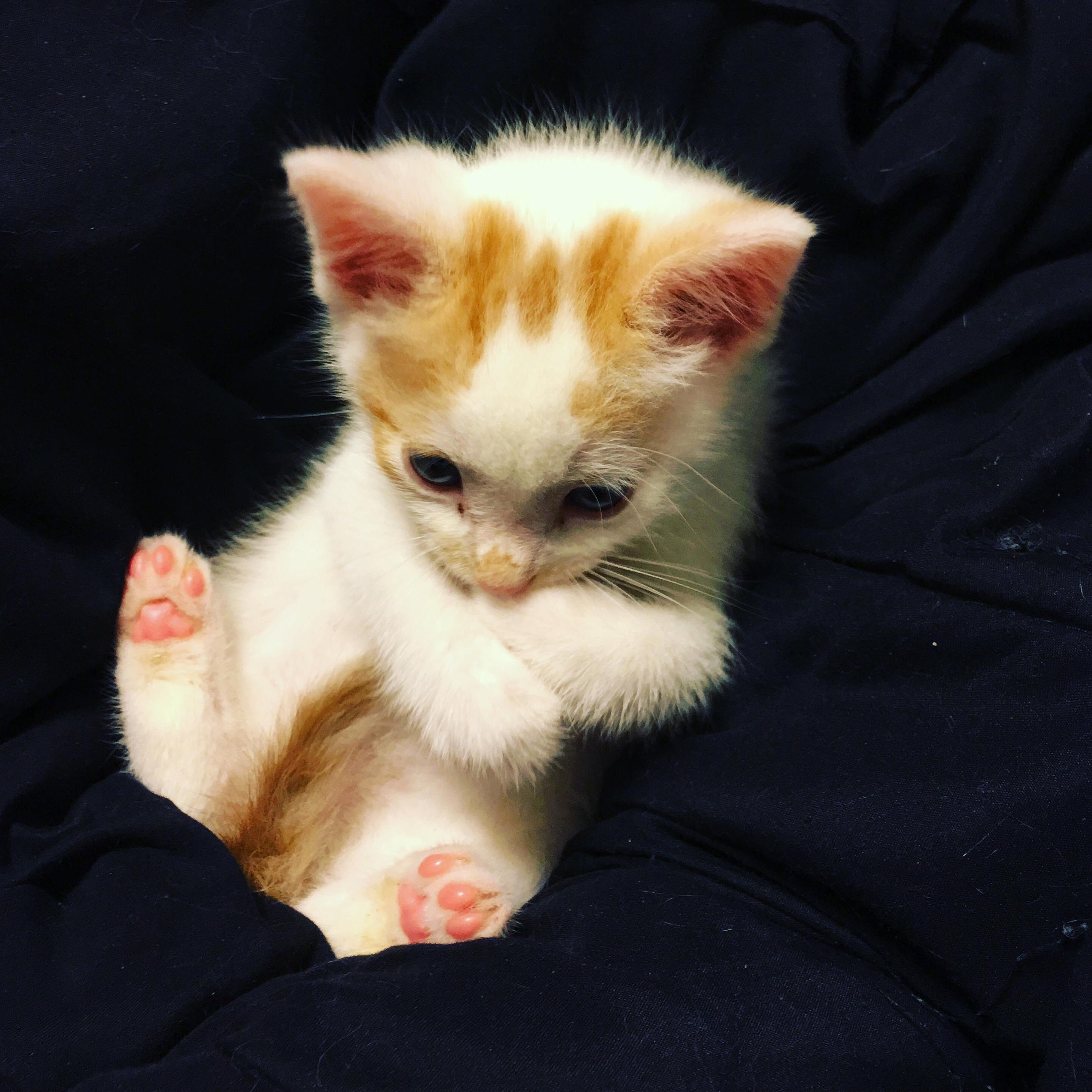 I Guess the Good News Is That I Only Ended Up Keeping One of the Foster Babies Lmao Why Am I Like This
