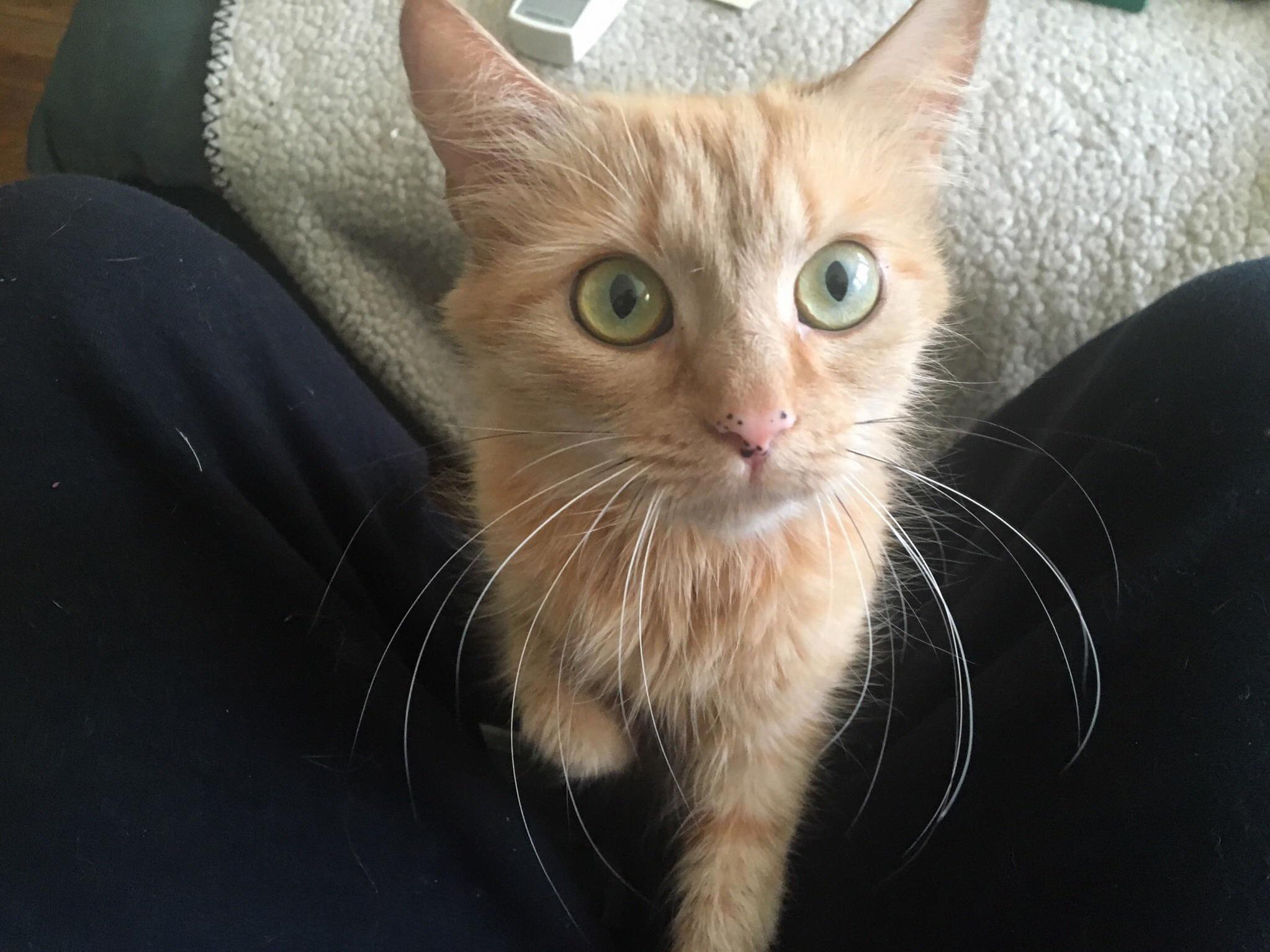 I Haz Whiskies