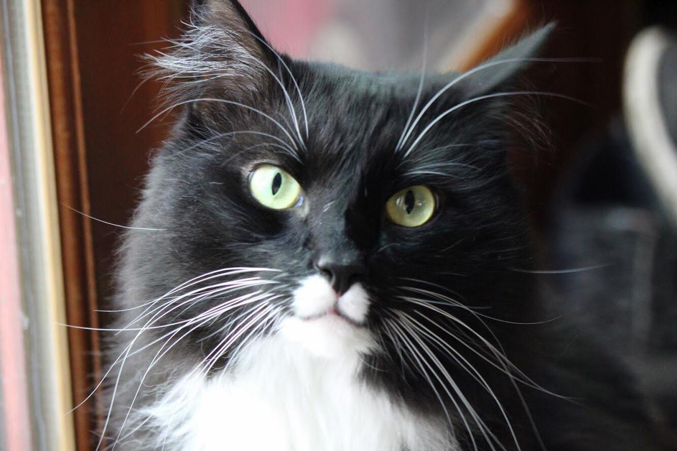 I Just Got a New Lens and Brooklyn Let Me Try It Out on Him.