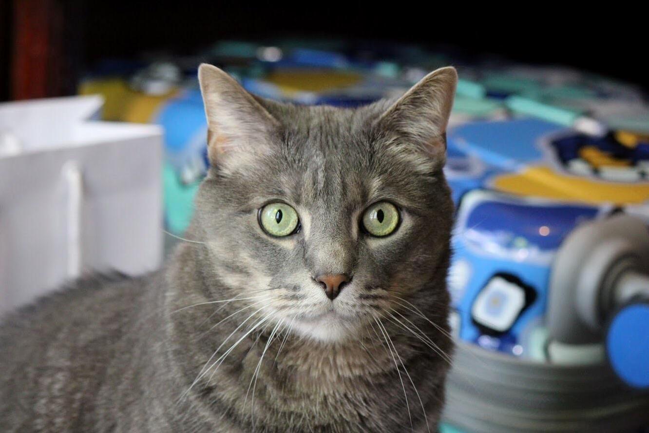 I Just Got a New Lens for My Camera and Buddy Let Me Try It Out on Him