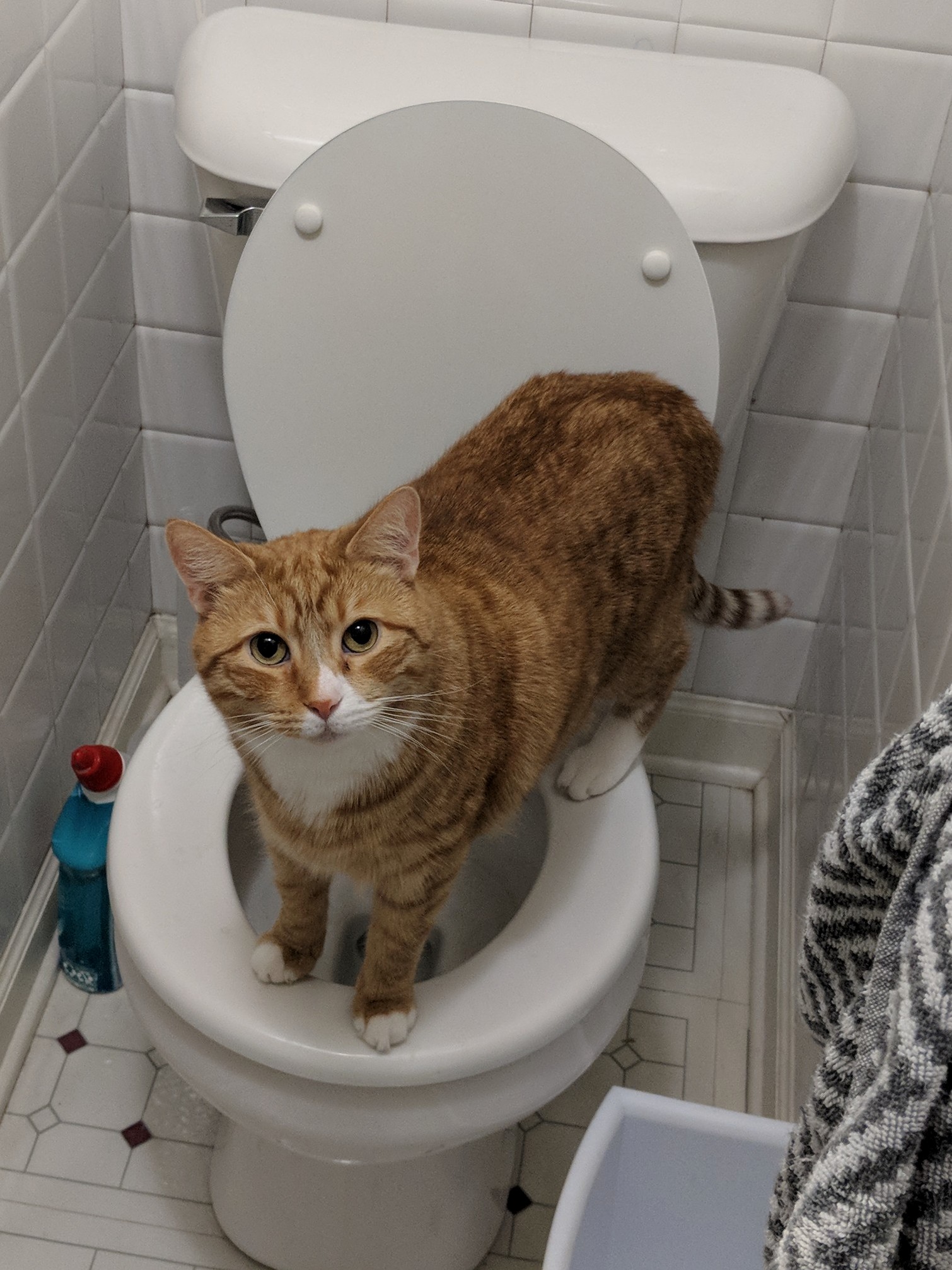I Know You Put Out Several Fresh Cups of Water for Me Every Day, and Have That Fountain Thing, but I Prefer to Get My Own Water.