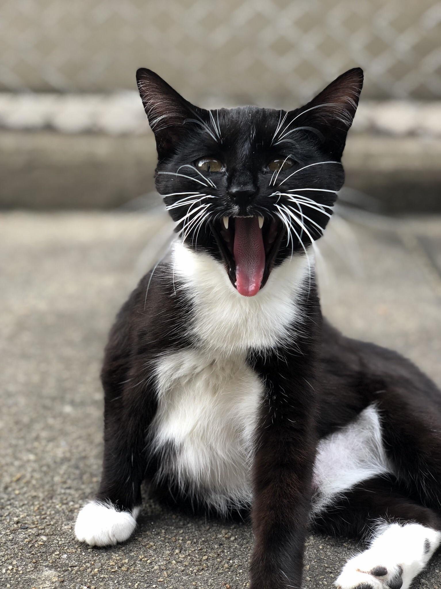 I Love This Pic of My Cat