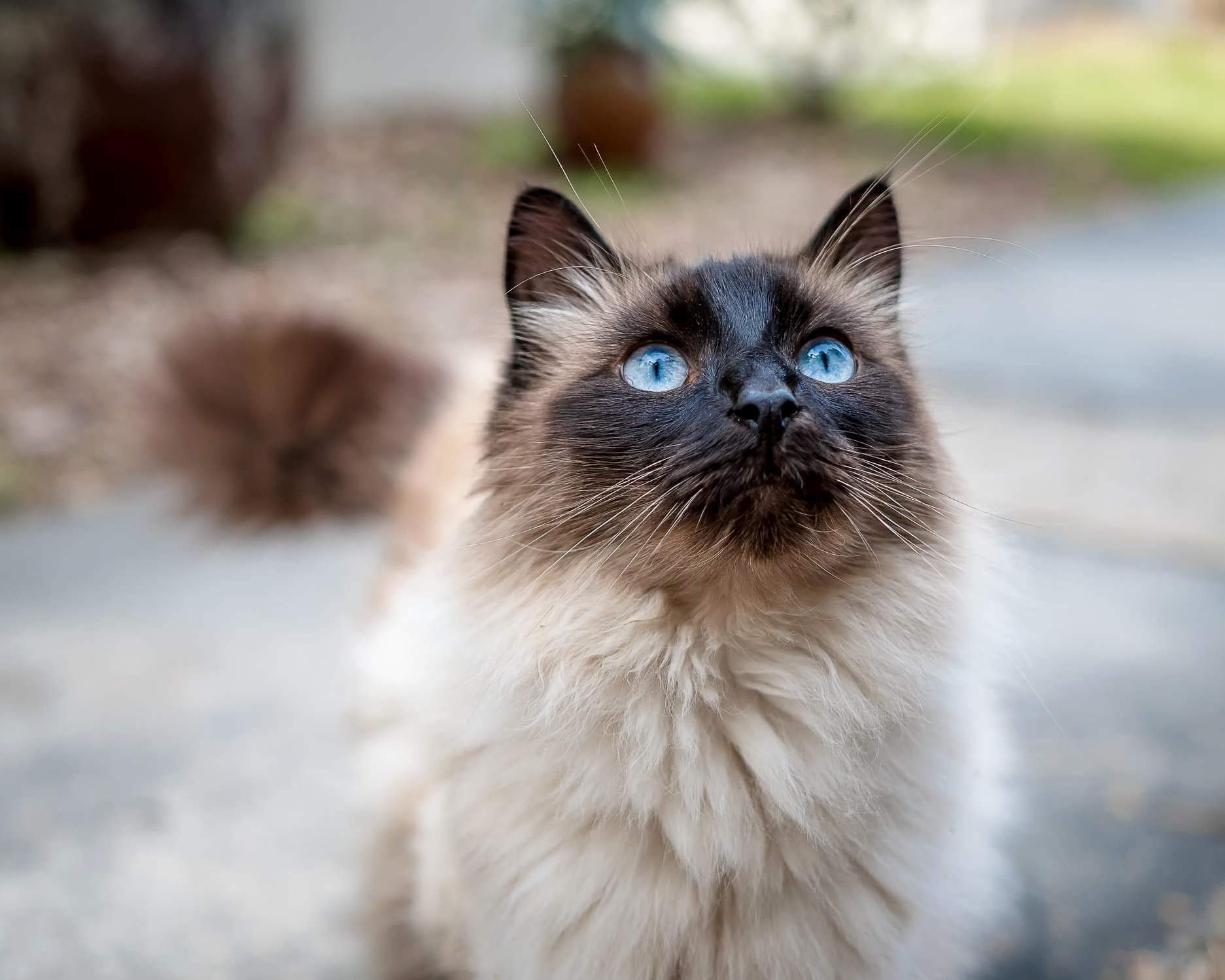 I Made a New Friend! the Georgia Coastal Botanical Gardens Kitty!