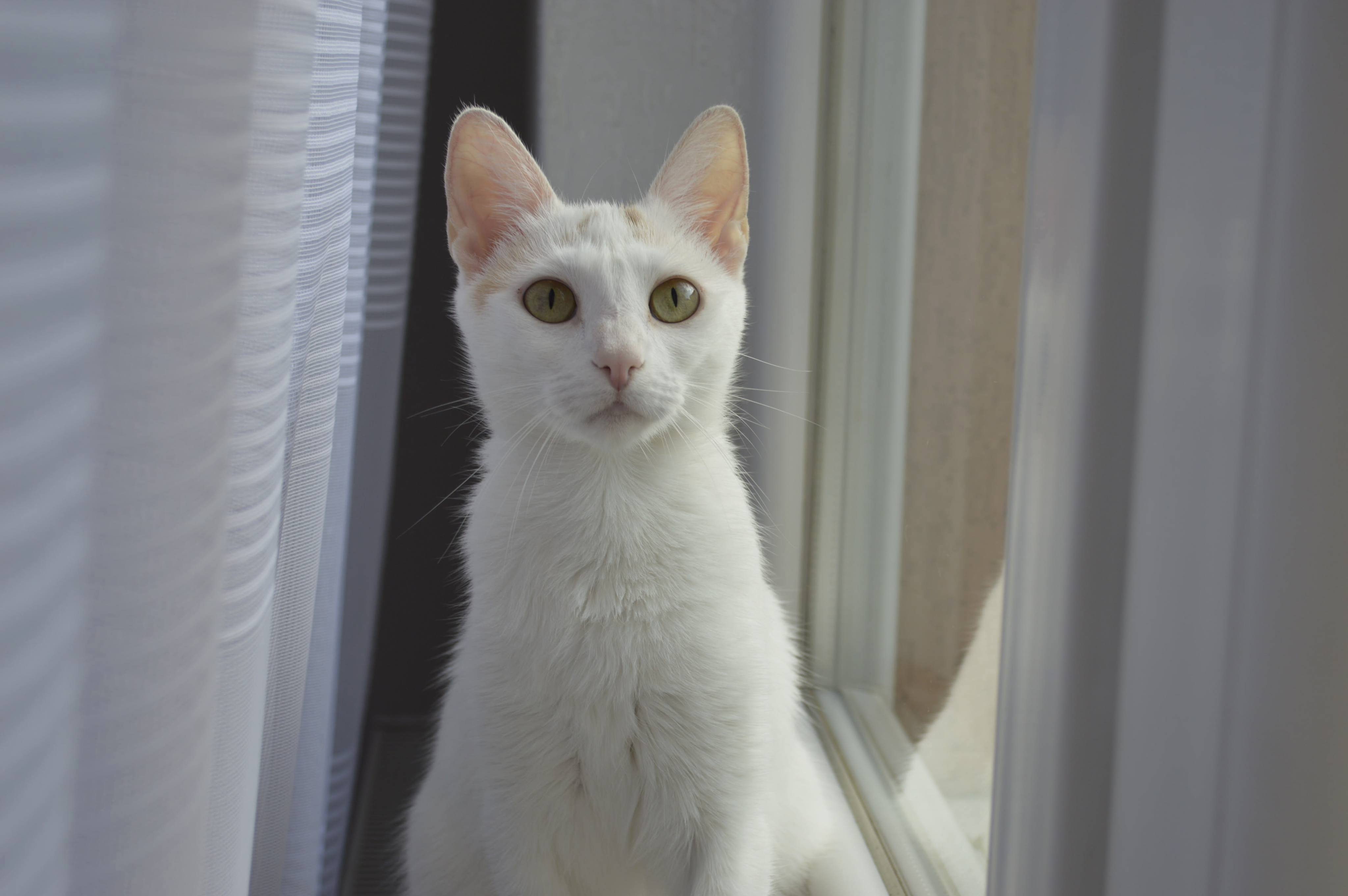 I Managed to Get Her to Stay Put by Pretending to Open the Window