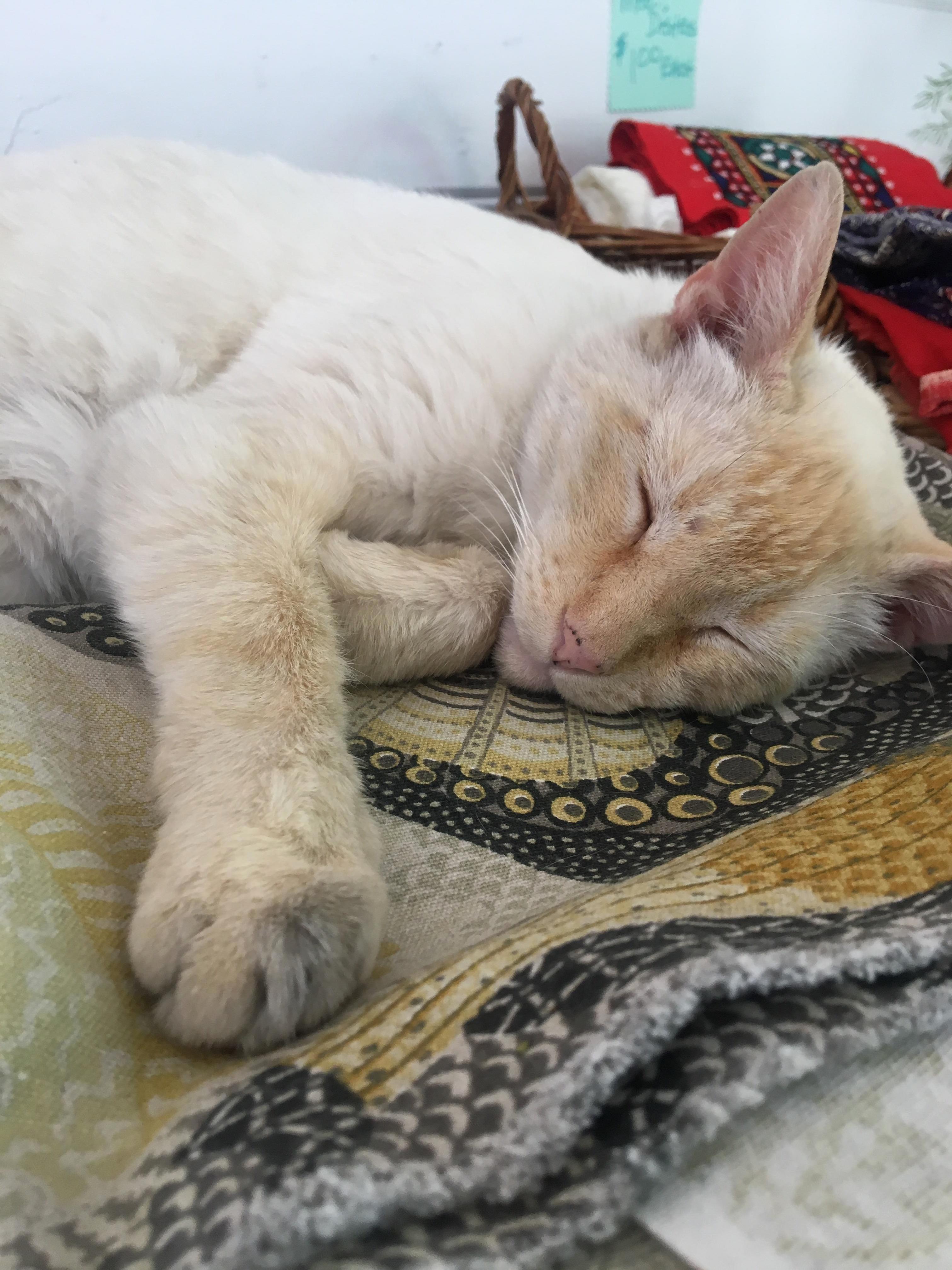 I Met Blue Today While Thrift Shopping (Jerome, Az)