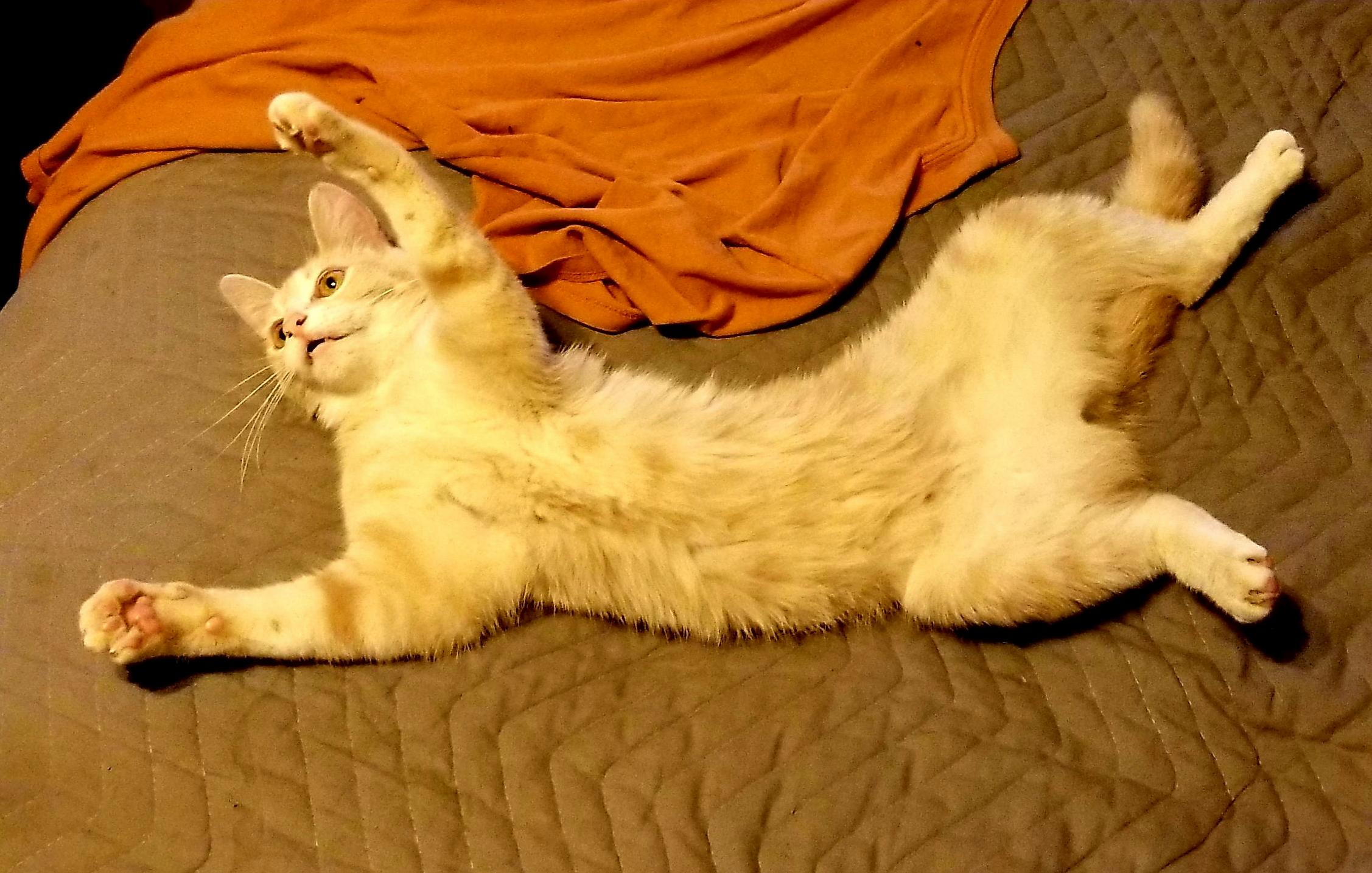 I Only Had 1 Catnip Man Im Good