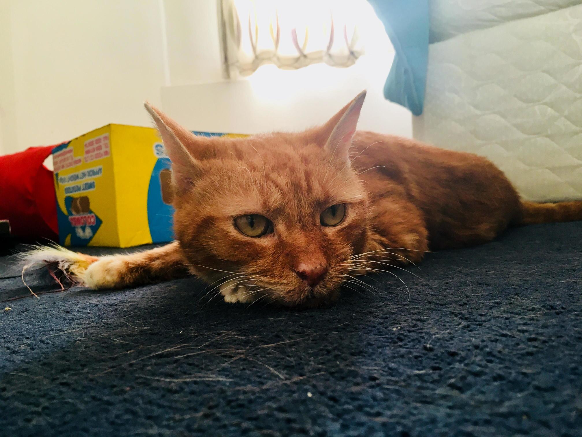 I Served My Foster Boy His Eviction Notice.