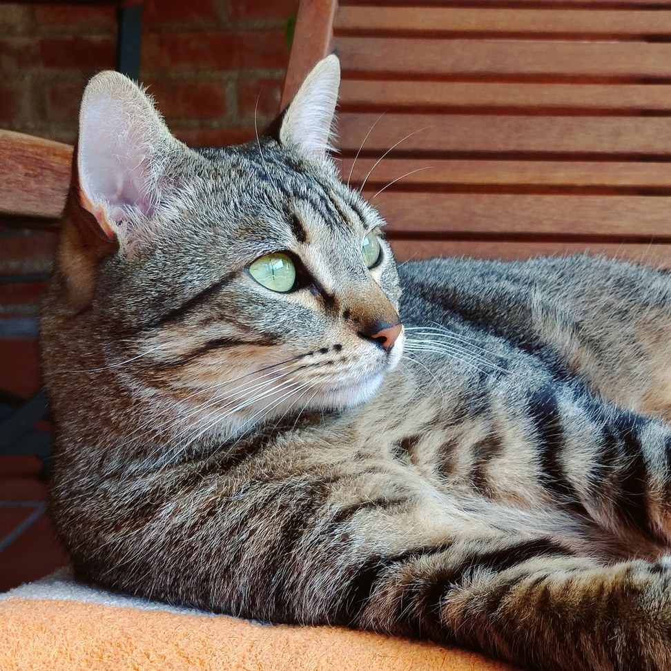 I Think He Believes He Is a Super Meowdel.