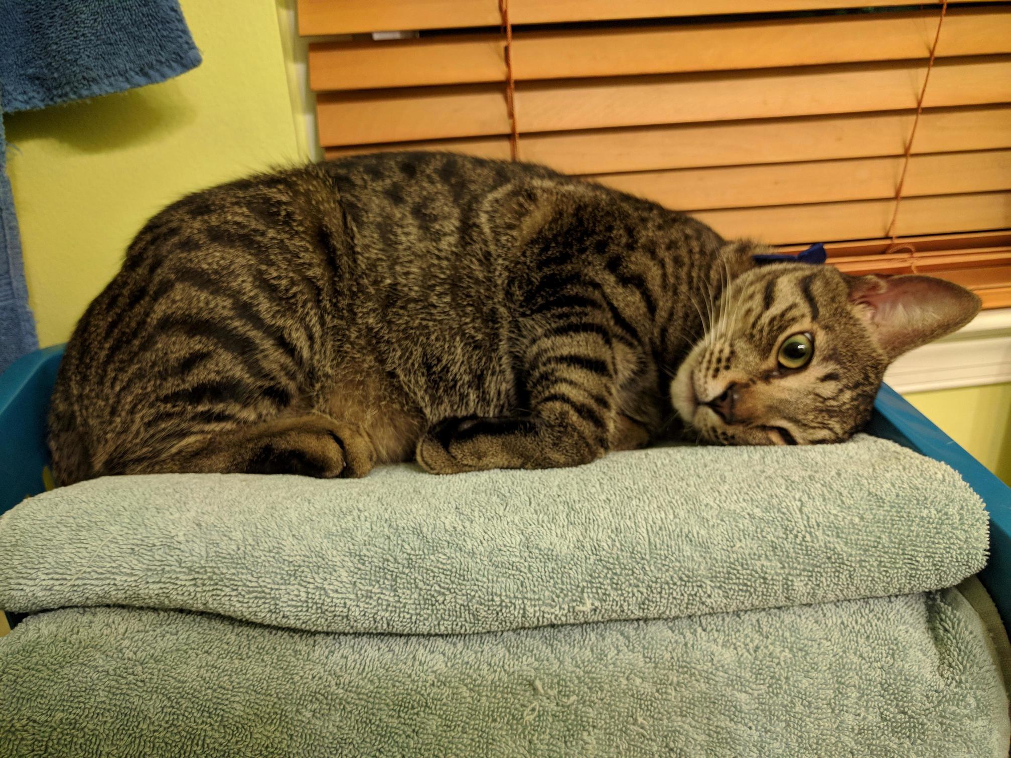 I Think He Is Having an Existential Crisis.