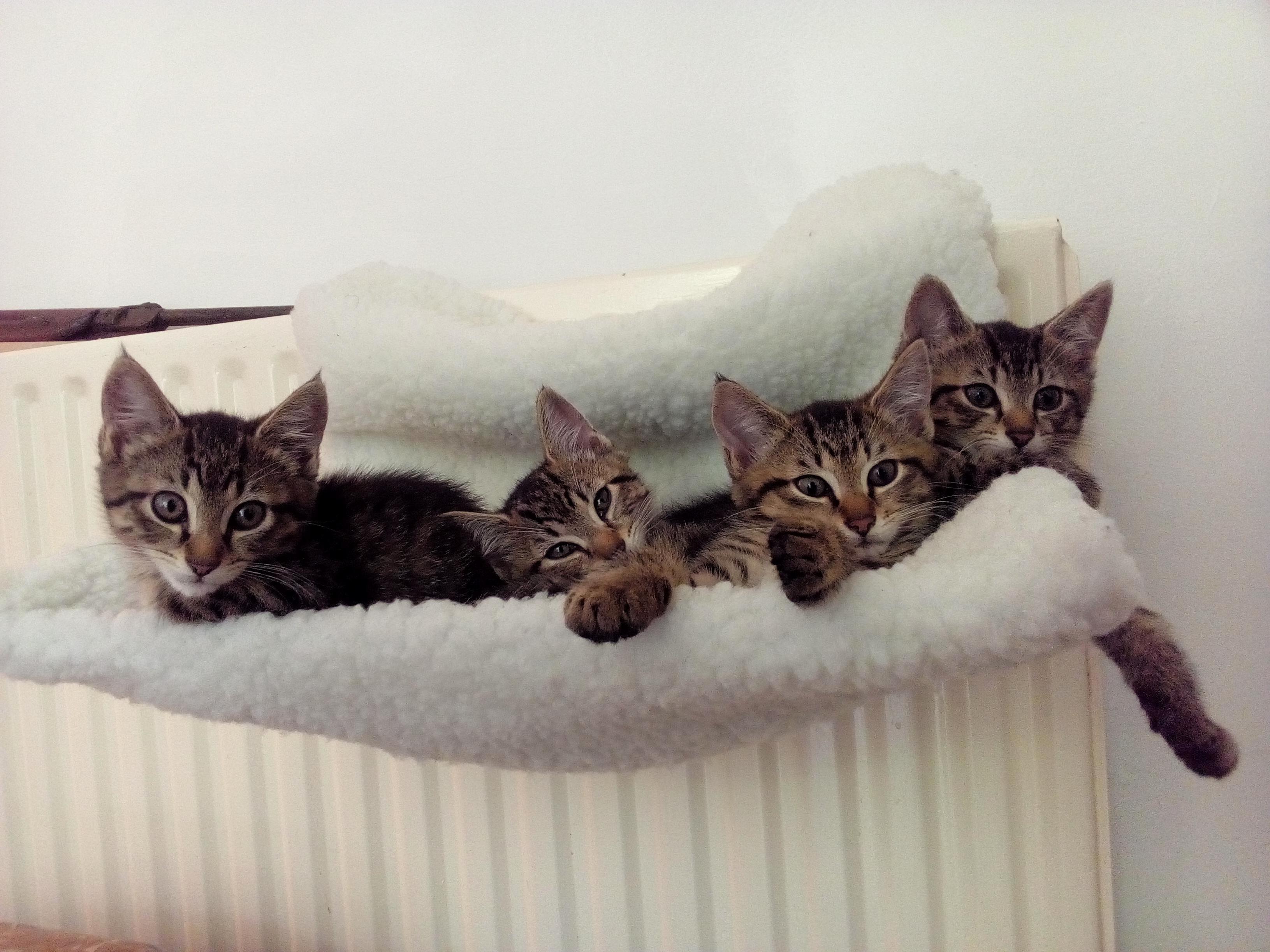 I Think I Disturbed Them