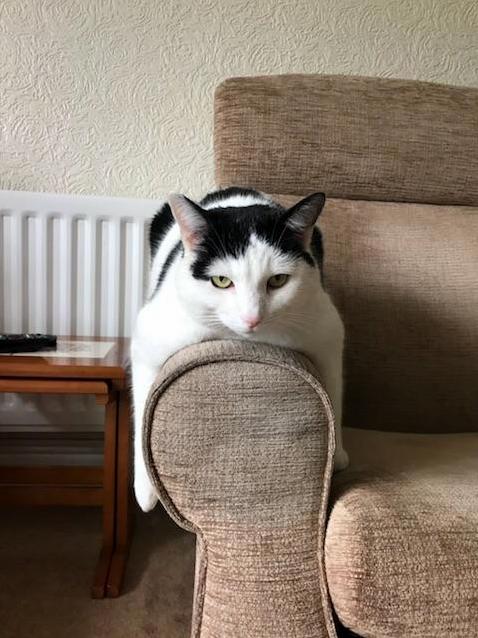 I Think the Cat Is Broken. and Also Angry.