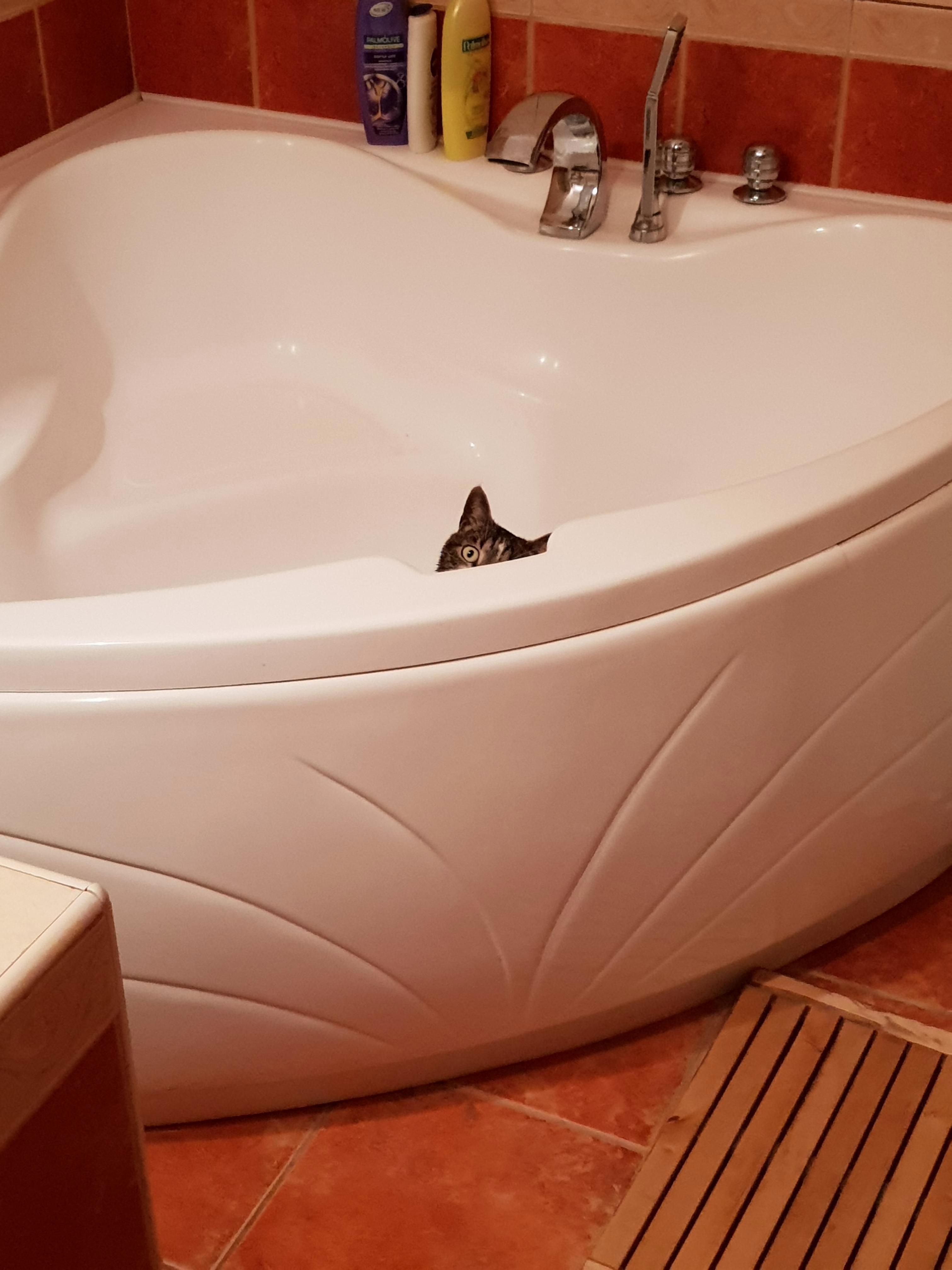 I Was Looking for My Cat for Several Minutes. Meanwhile She Was Staring at Me from the Bathtub Like This.