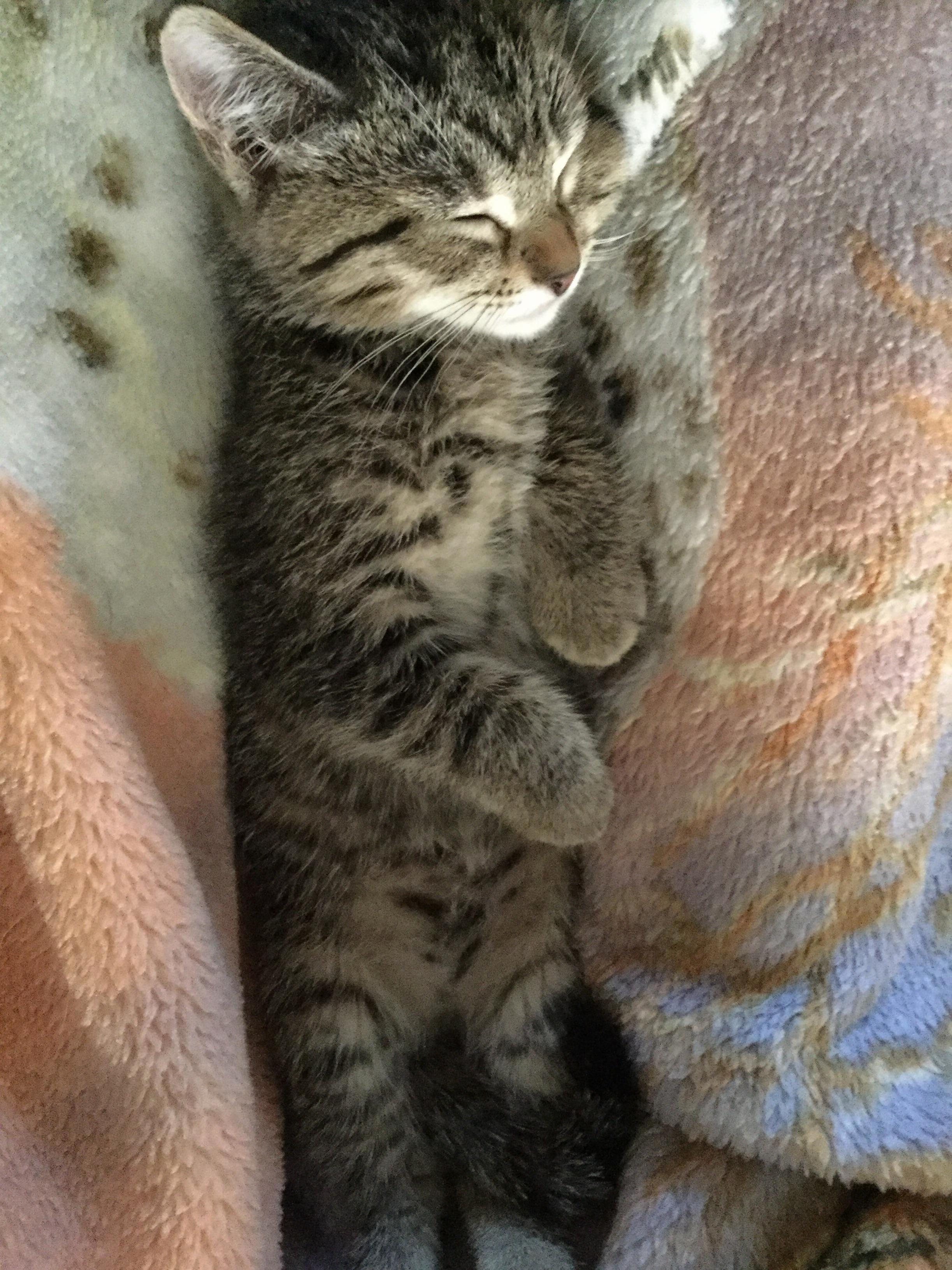 I Wish I Could Sleep Half As Soundly As Our New Kitten!