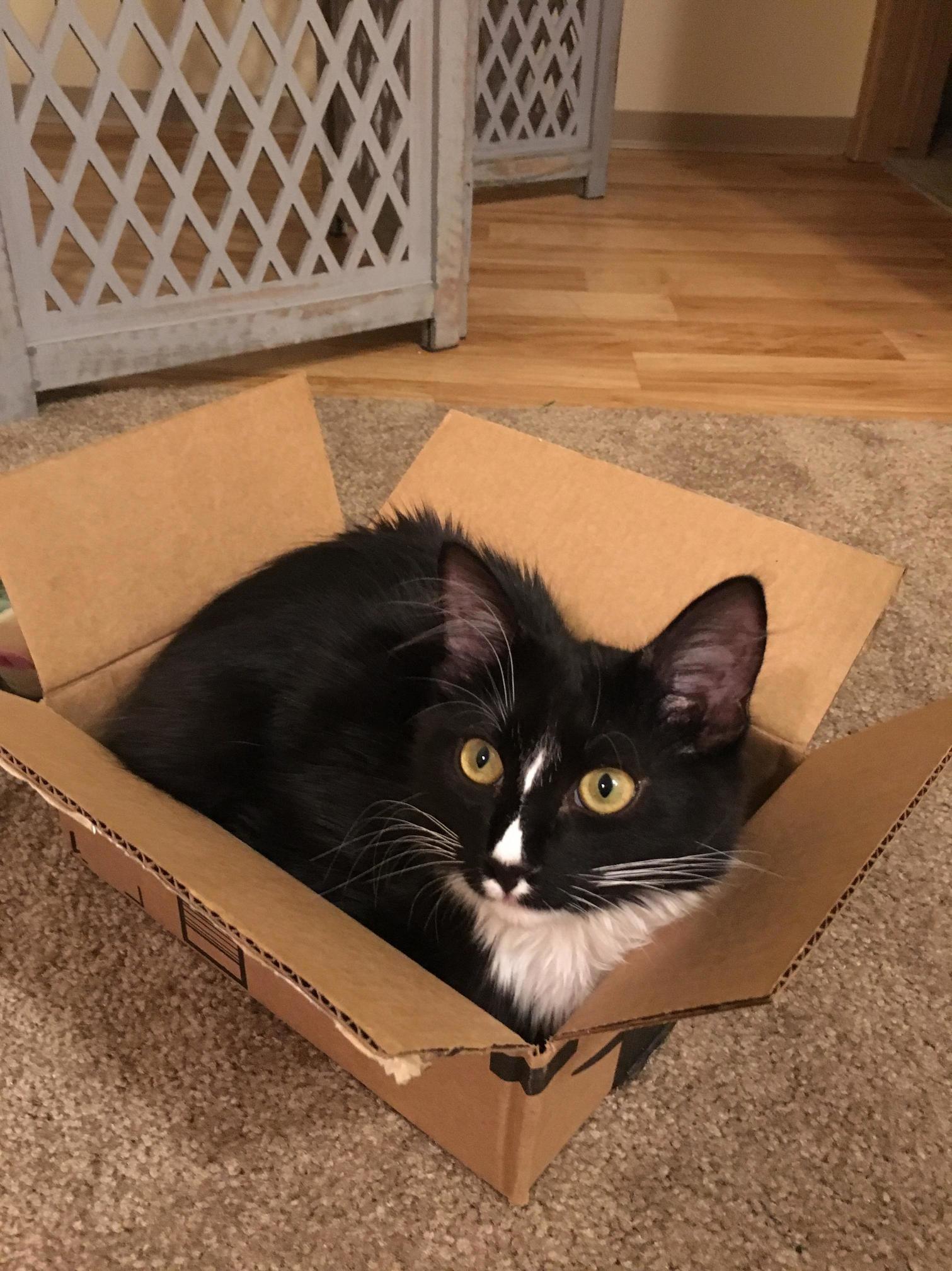 If He Fits, He Sits