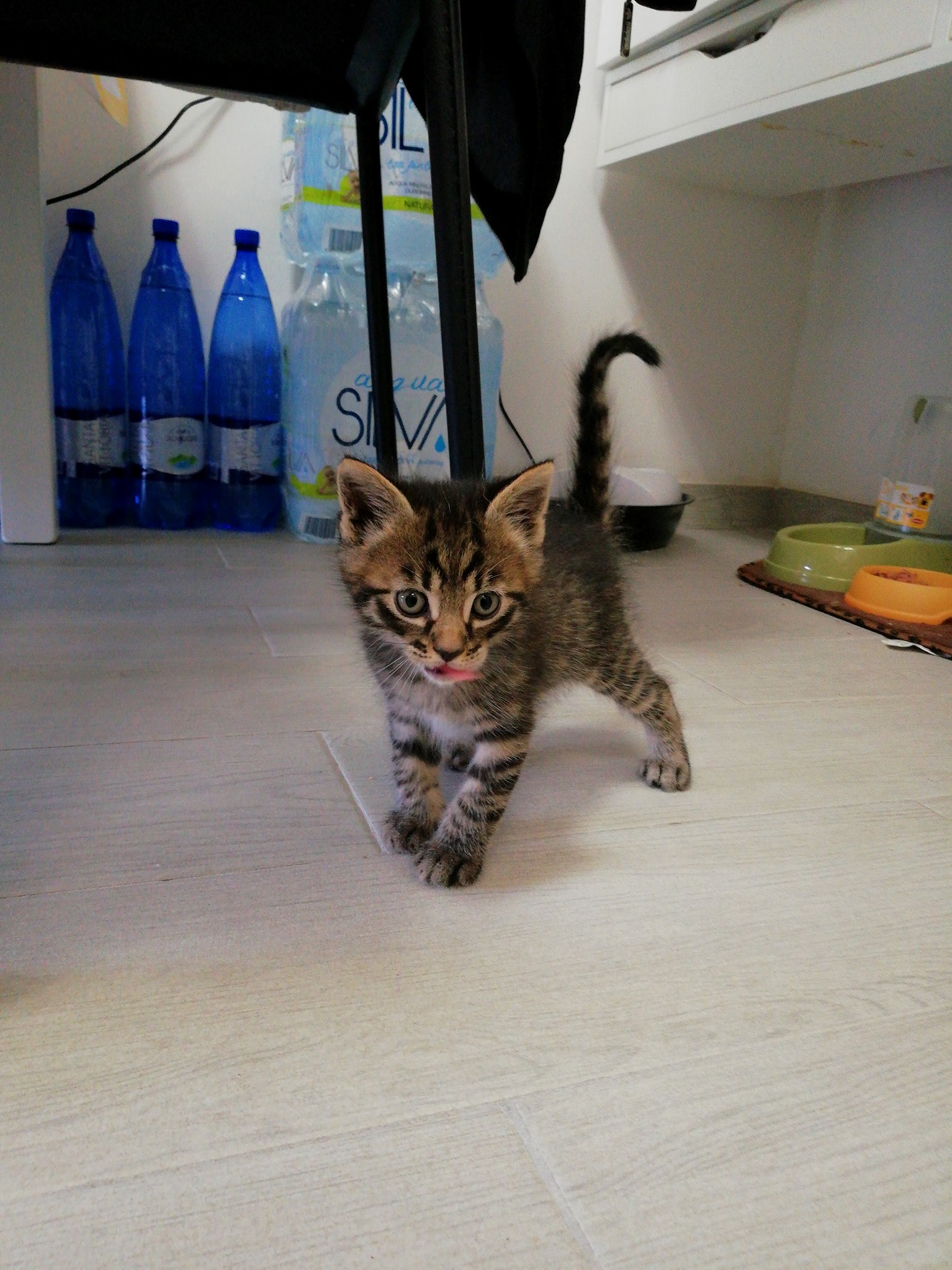 Im a Tiger and My Name Is Tigro