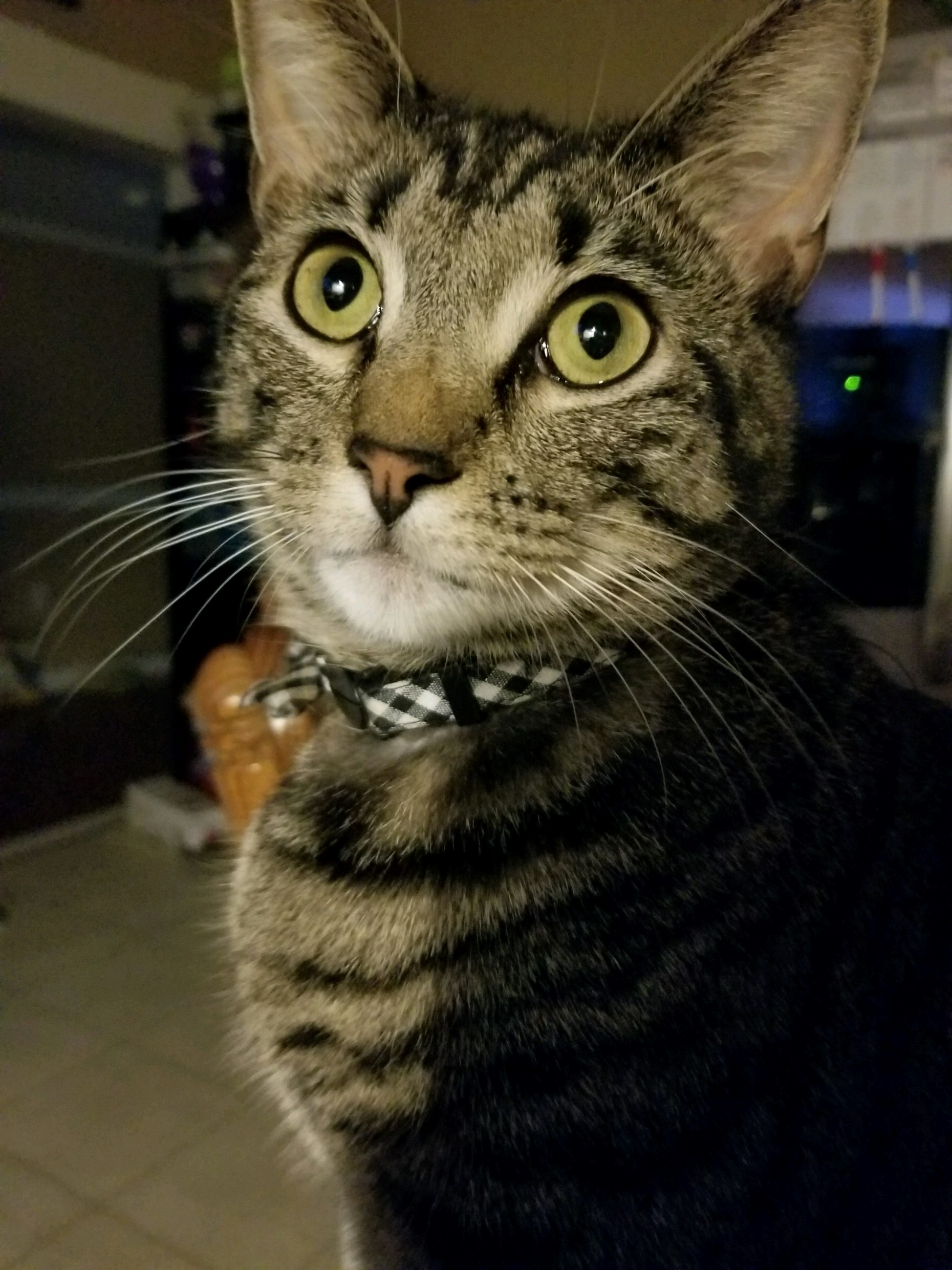 Isnt He Majestic
