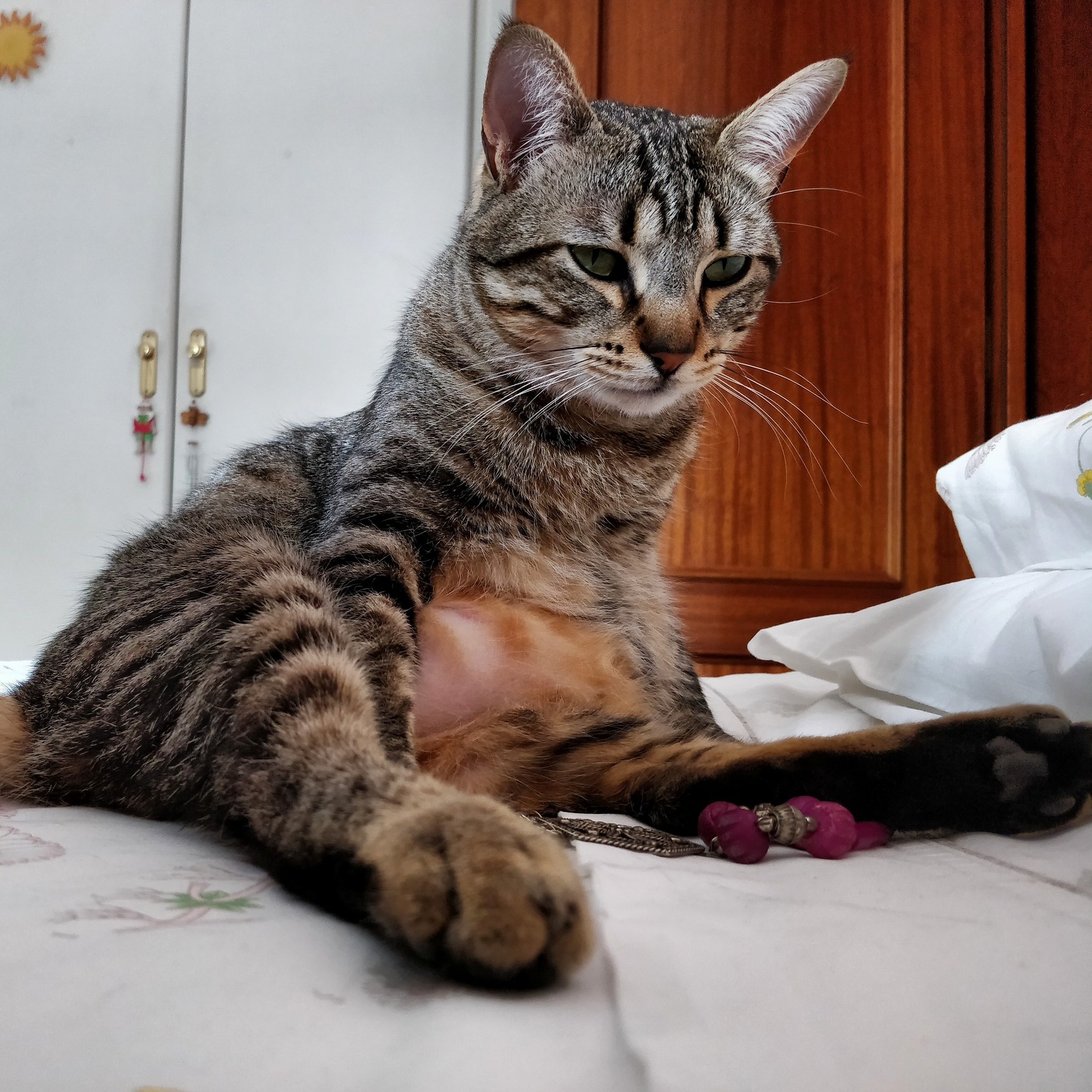 It Has Been a Hard Monday, Human. Please, Bring Me My Tunatini Shaken, Not Stirred.