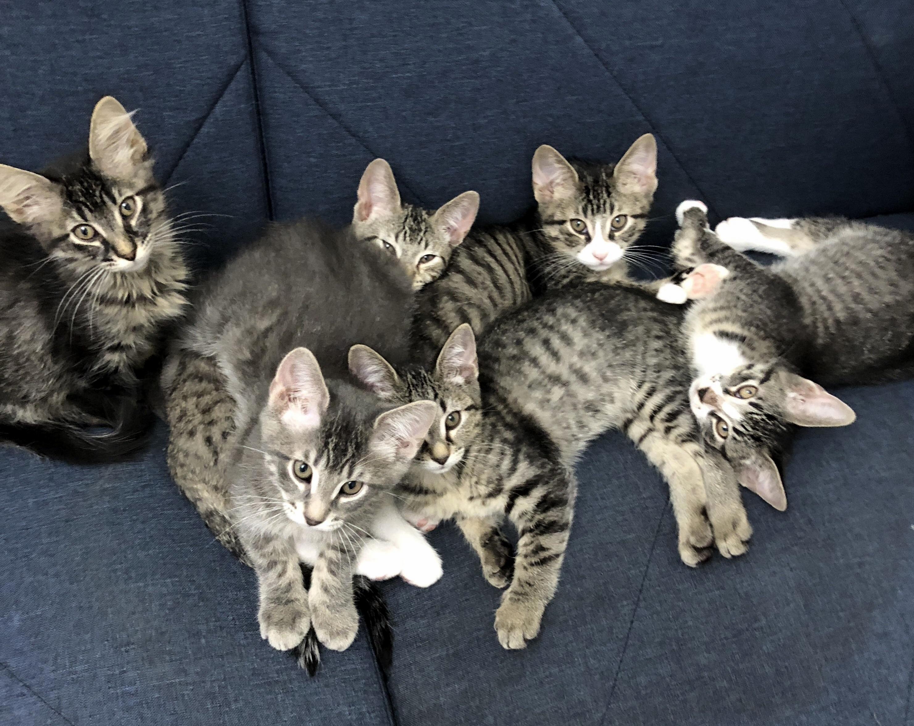It Looks Like My Fosters Have an Album About to Drop