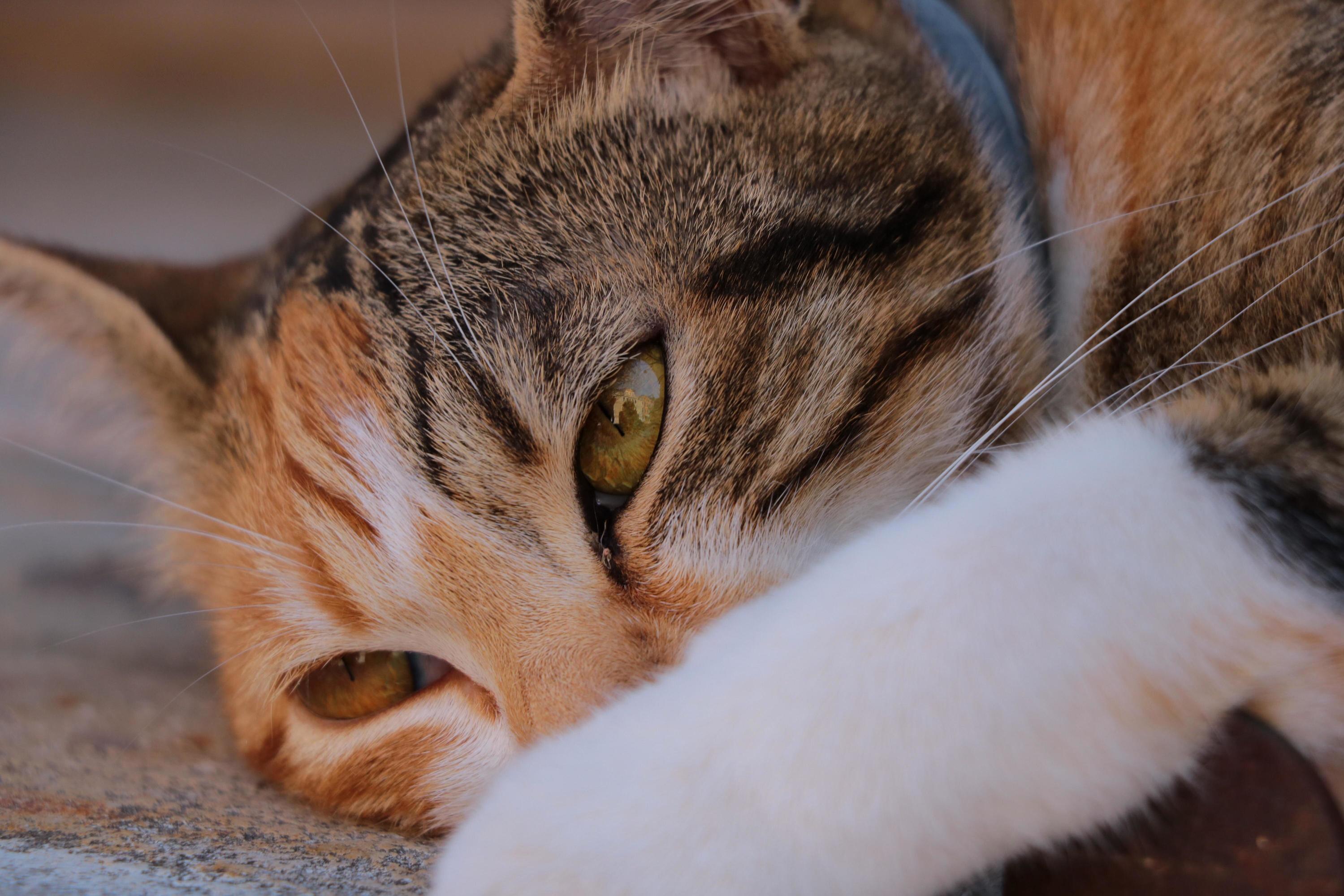 It Was a Warm May Evening in Venice and I Met This Cat with Slightly Different Eyes