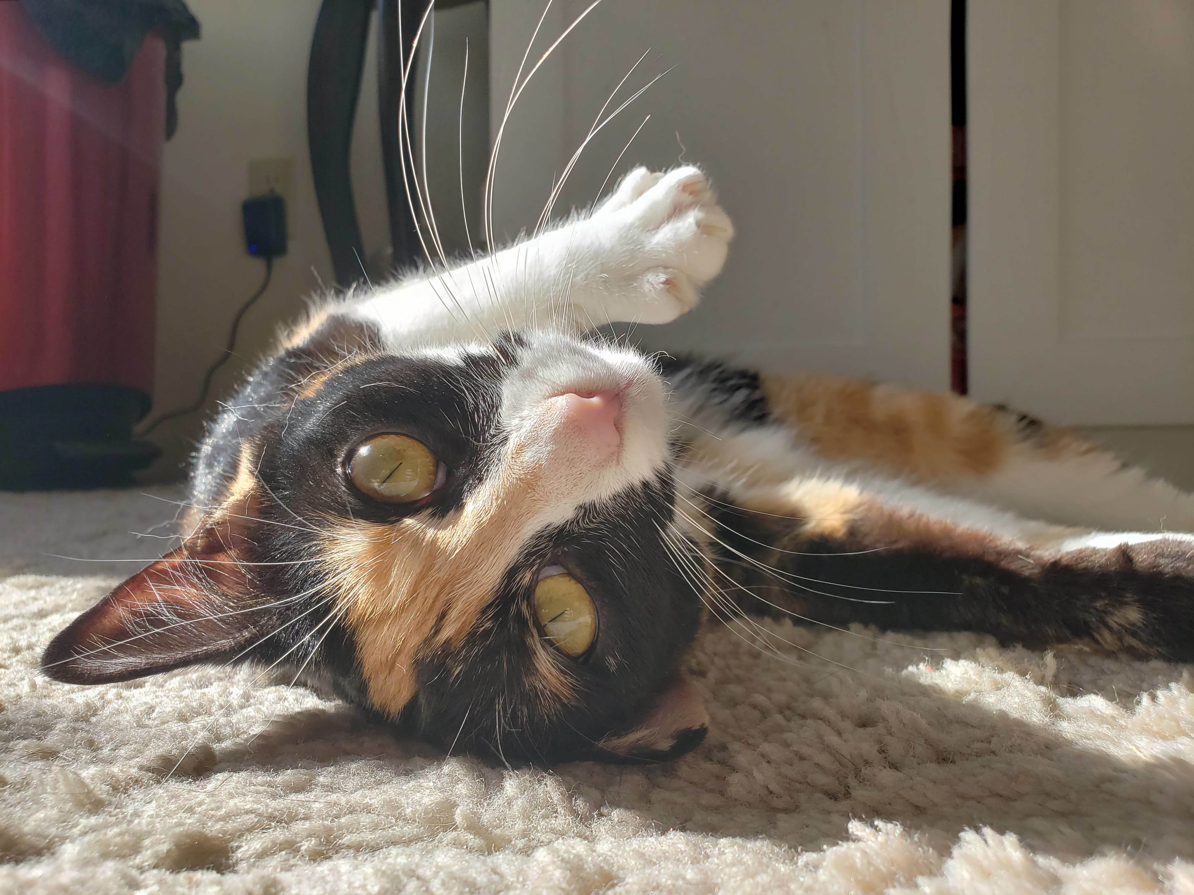 Its Rare That She Hams Up for the Camera, So I Take Full Advantage of It Every Time