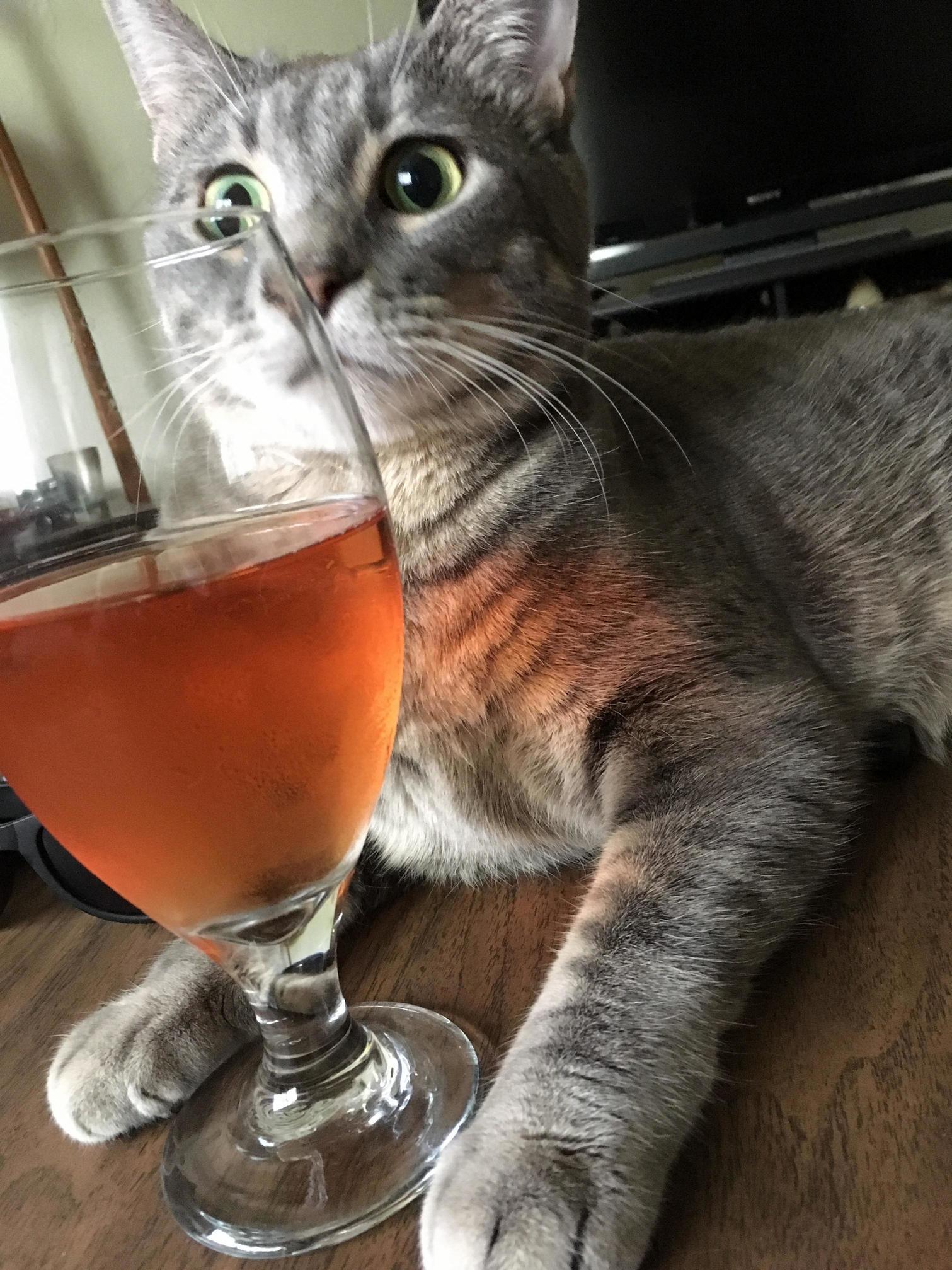 Its Cat Oclock Somewhere.