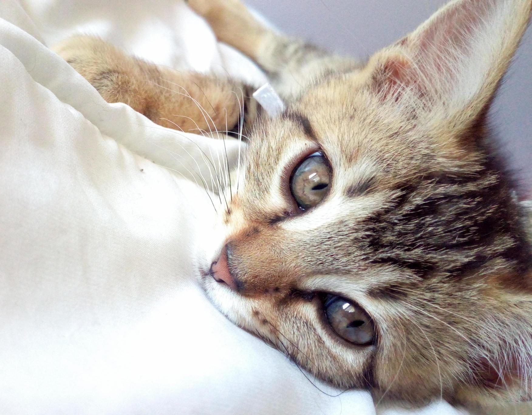 Ive Been Taking Too Many Pictures of My Cat Lately