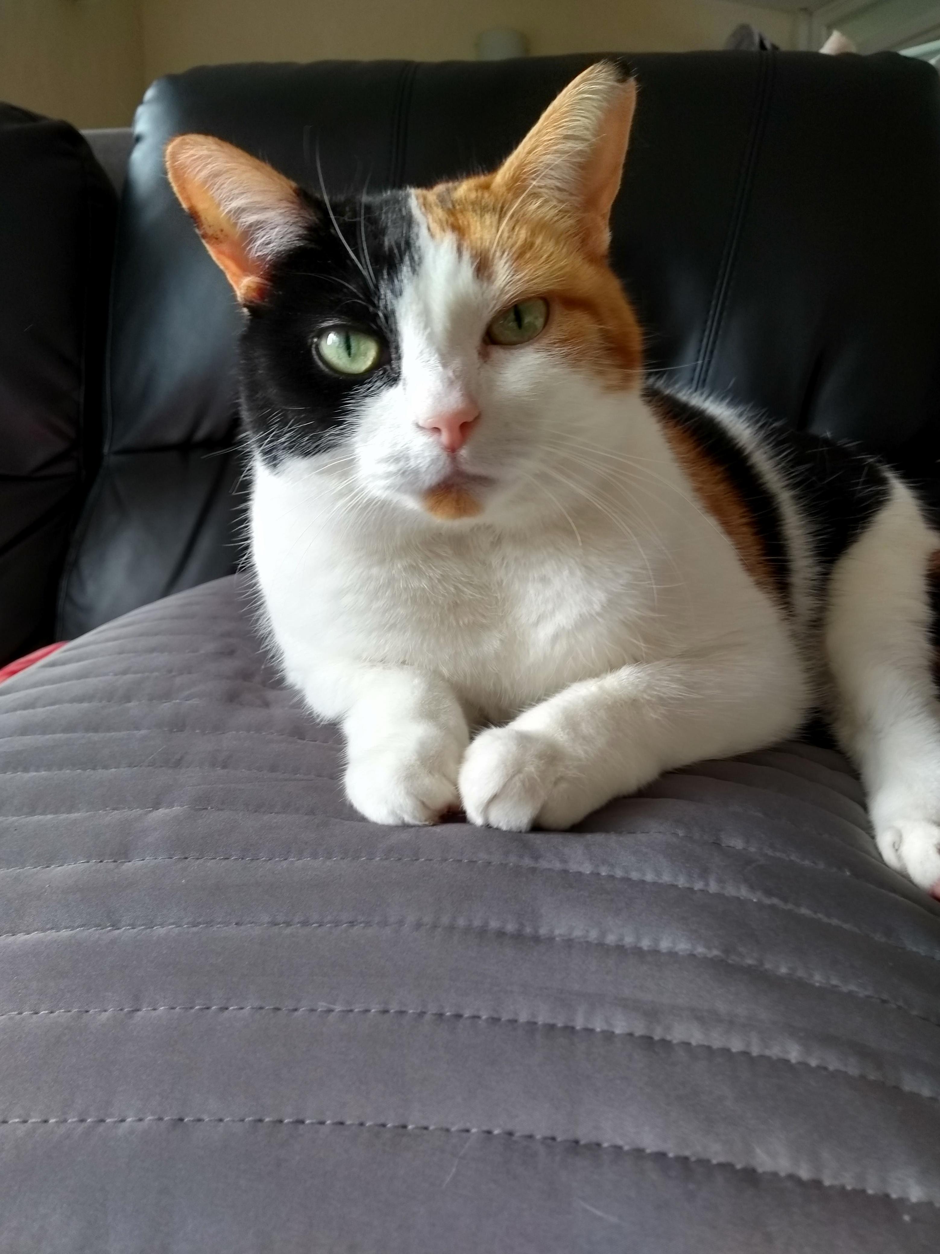 Judgement Cat