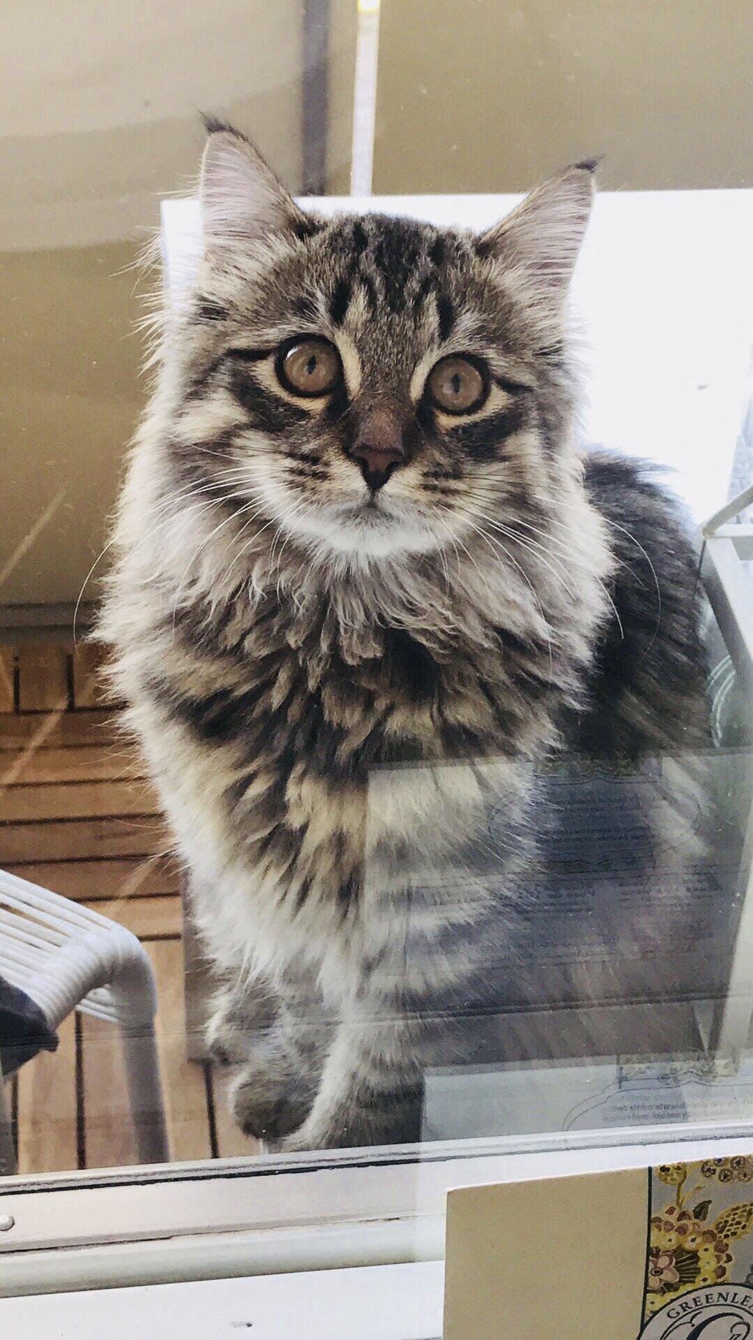 Jussi(siberian) 5 Months Likes the Balcony