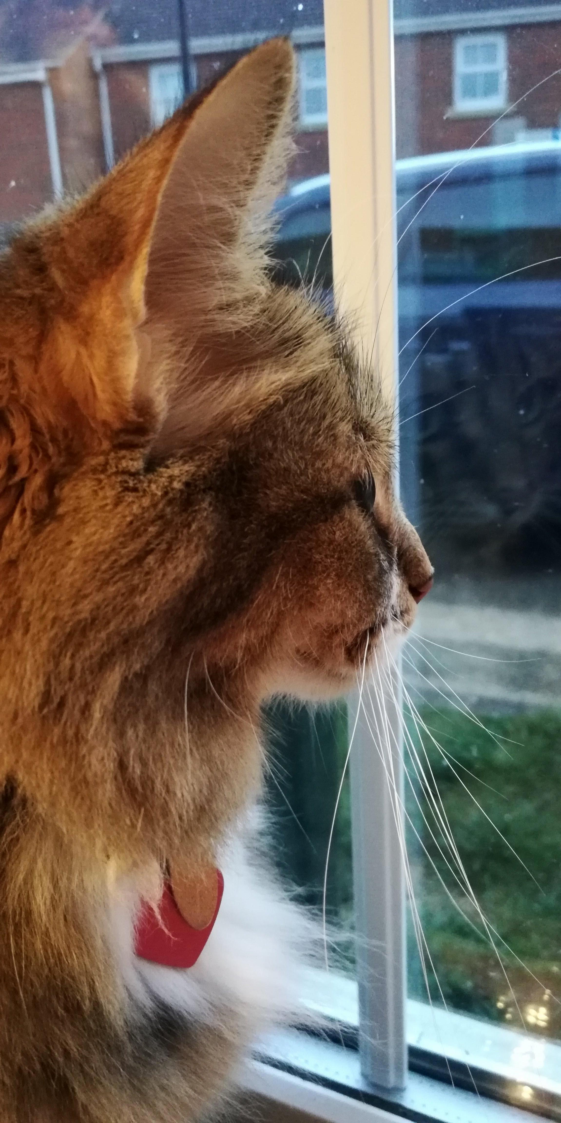 Just Chilling Contemplating the Outdoors