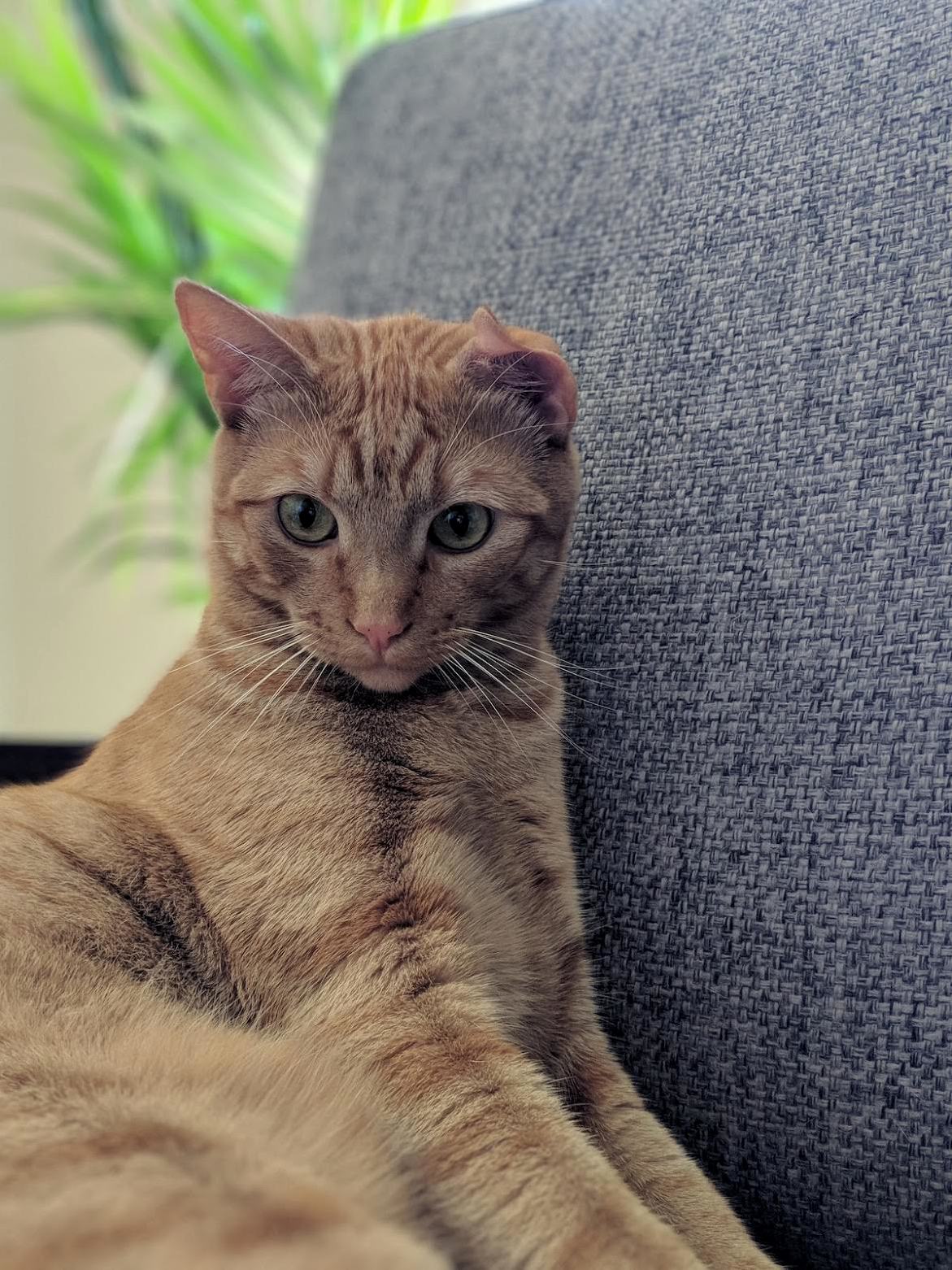 Kevin the Cat.
